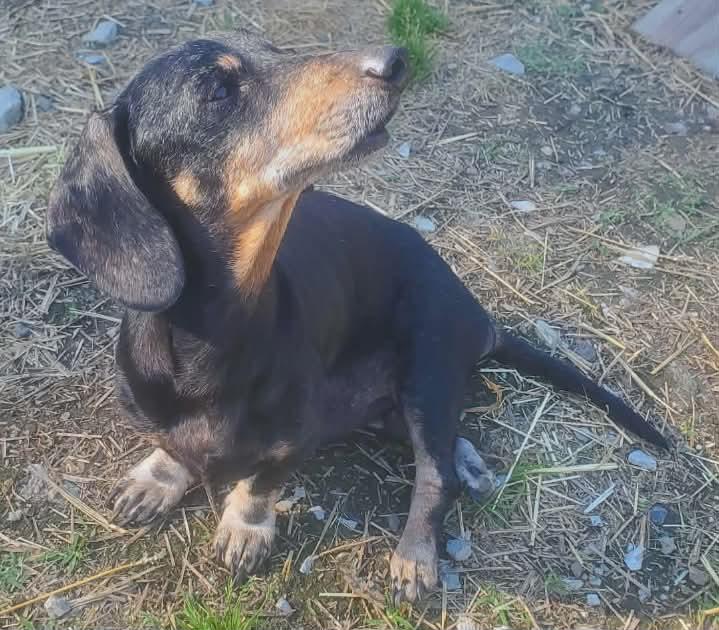 Pancho, a ADOPTABLE Dachshund in Lockport, NY image 1/3