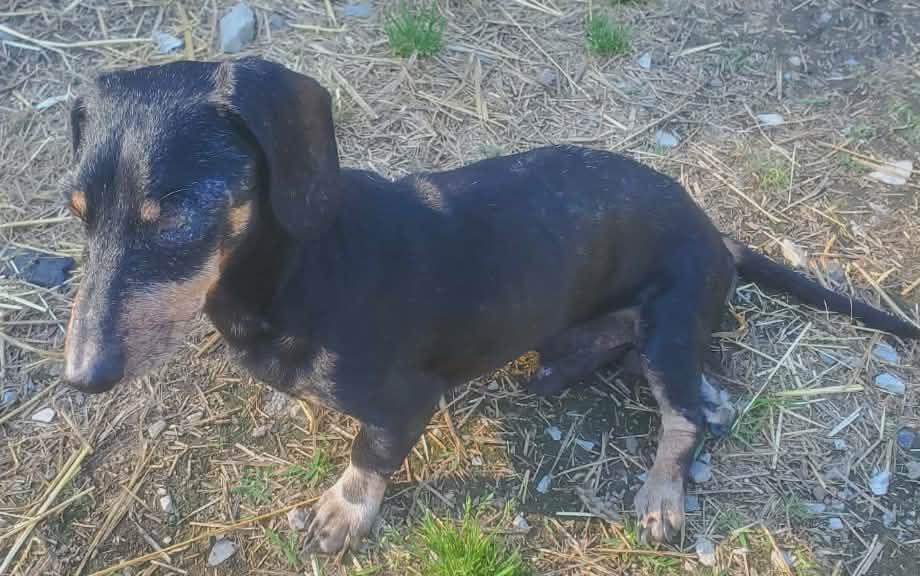 Pancho, a ADOPTABLE Dachshund in Lockport, NY image 2/3