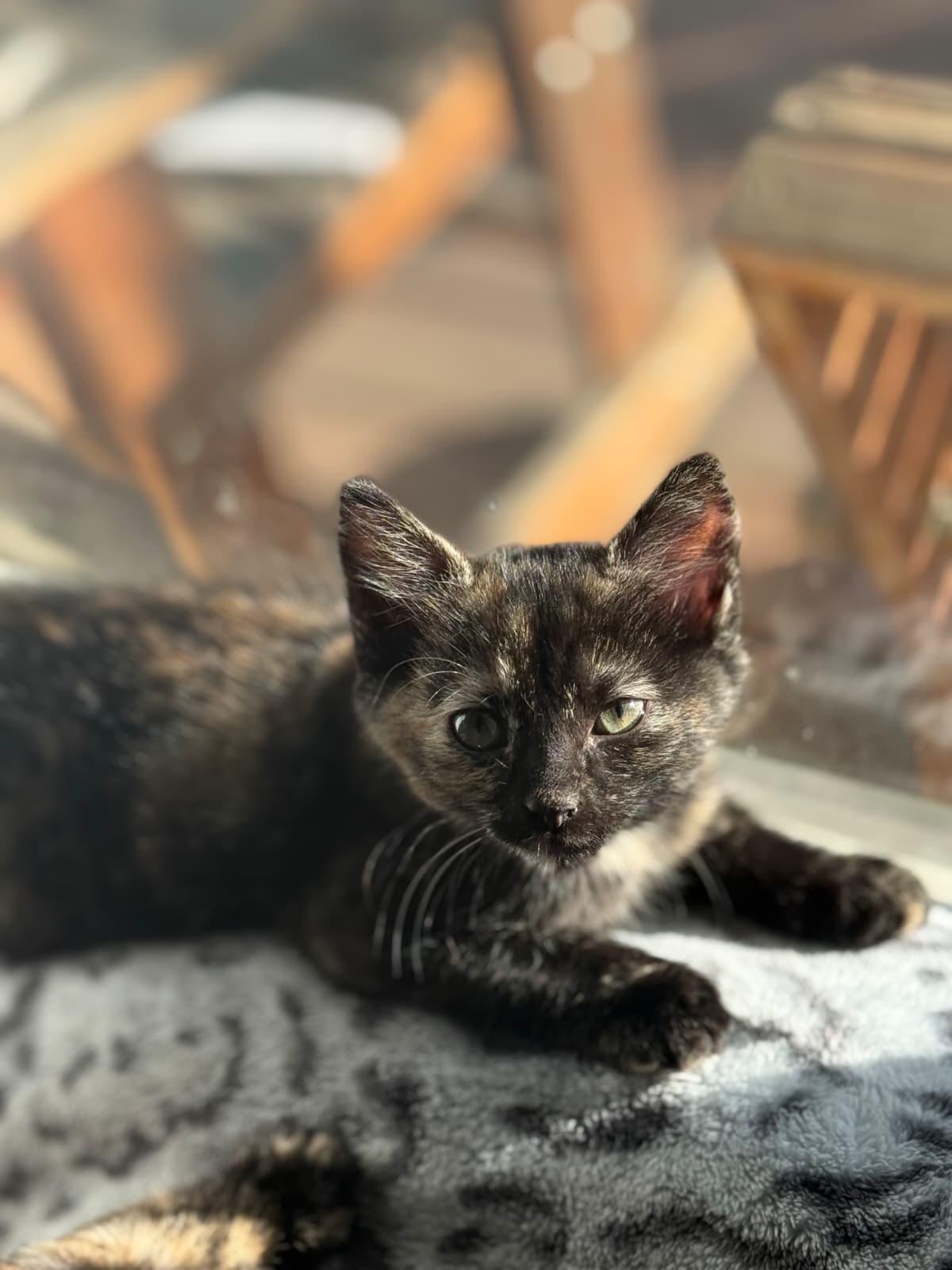 Mocha, an adopted Domestic Short Hair in Odenton, MD image 2/5
