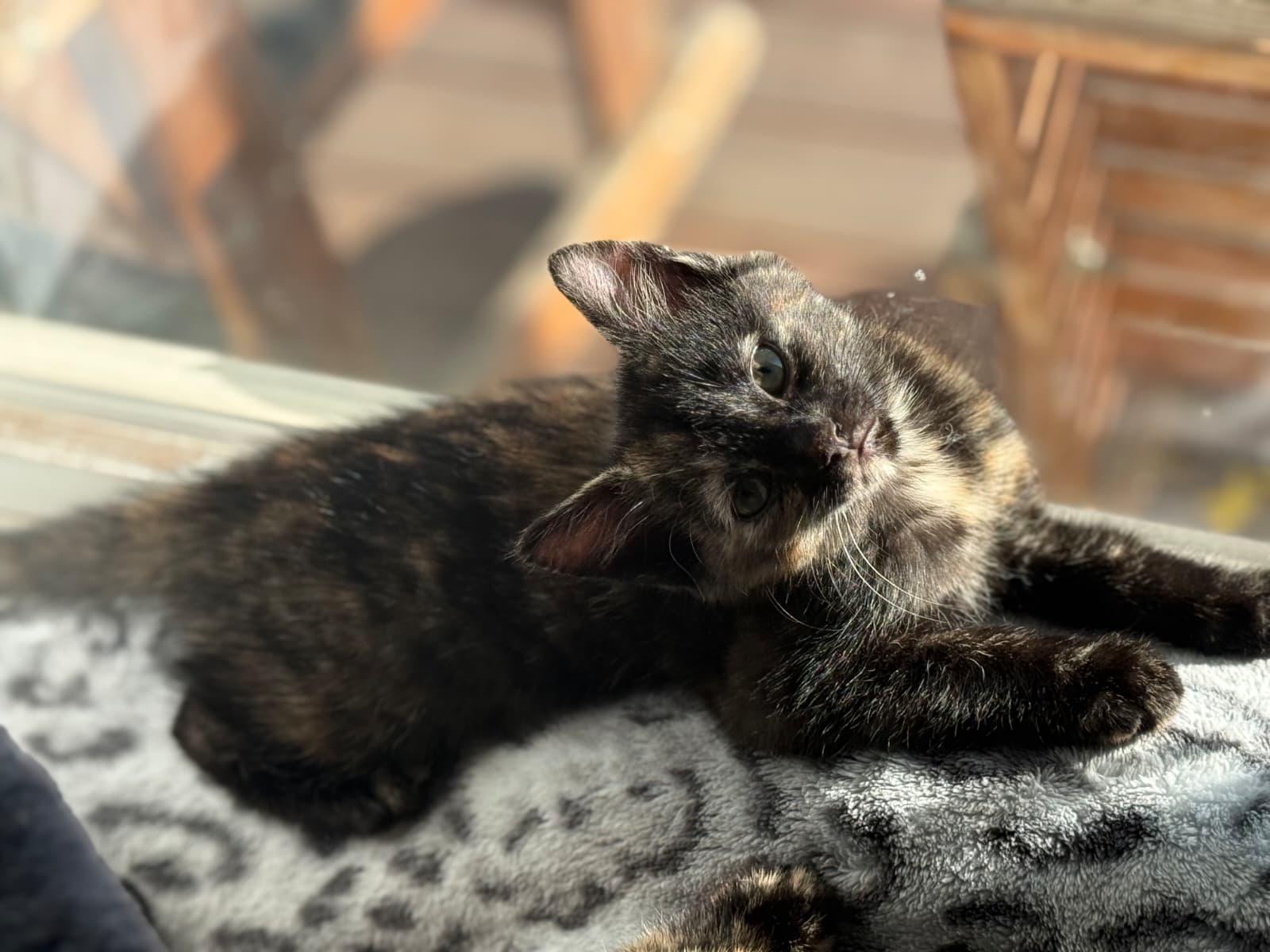 Mocha, an adopted Domestic Short Hair in Odenton, MD image 1/5