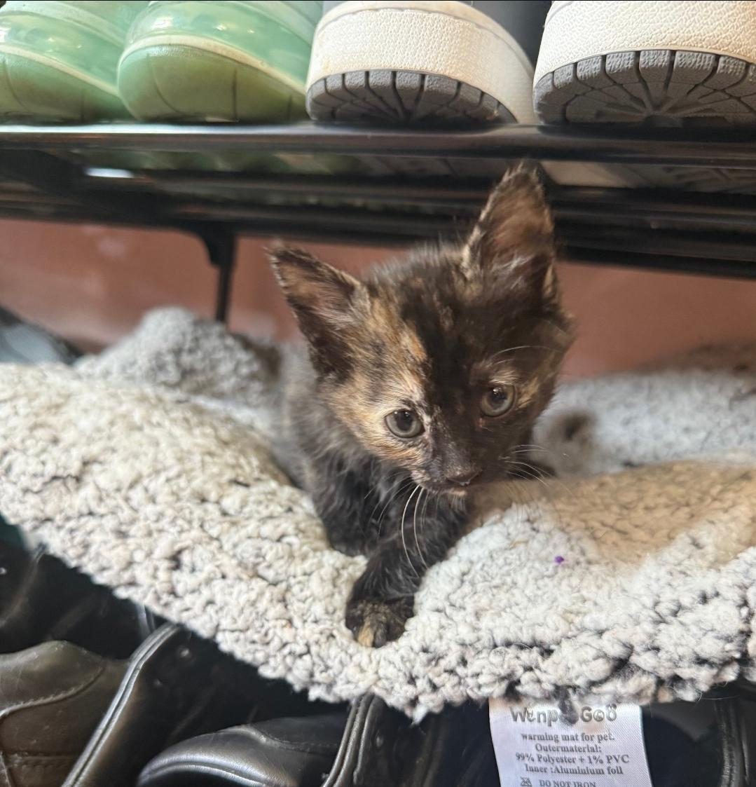 Mocha, an adopted Domestic Short Hair in Odenton, MD image 4/5