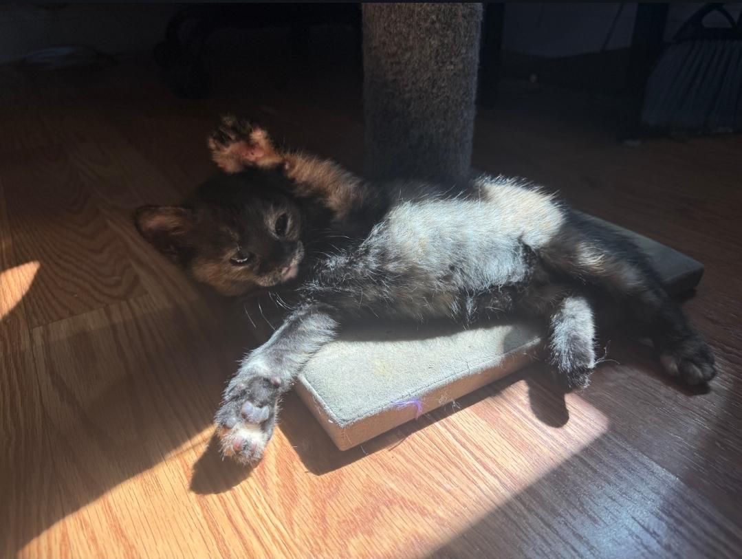 Mocha, an adopted Domestic Short Hair in Odenton, MD image 3/5