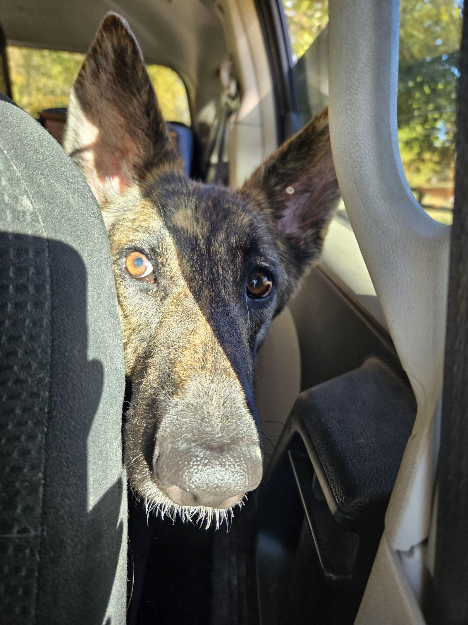 Carolina, Adoptable, Young Female Dutch Shepherd & German Shepherd Dog.