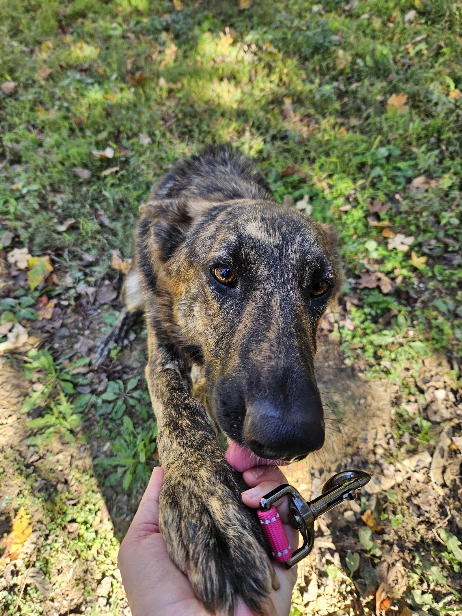 Enlarge Carolina, a Adoptable mixed breed in Louisville, KY image 2/2