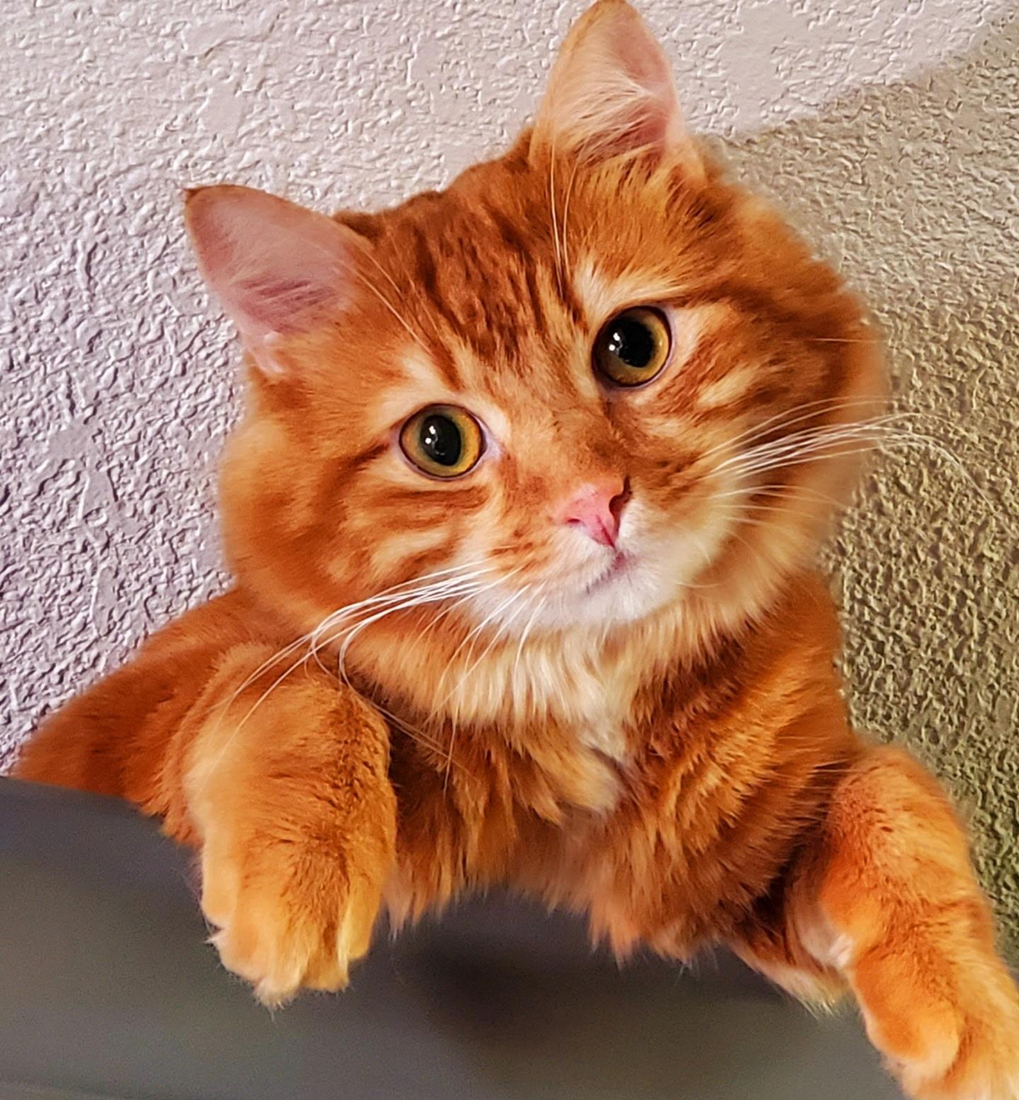 FRENCH FRY, Adopted, Adult Male Domestic Long Hair.