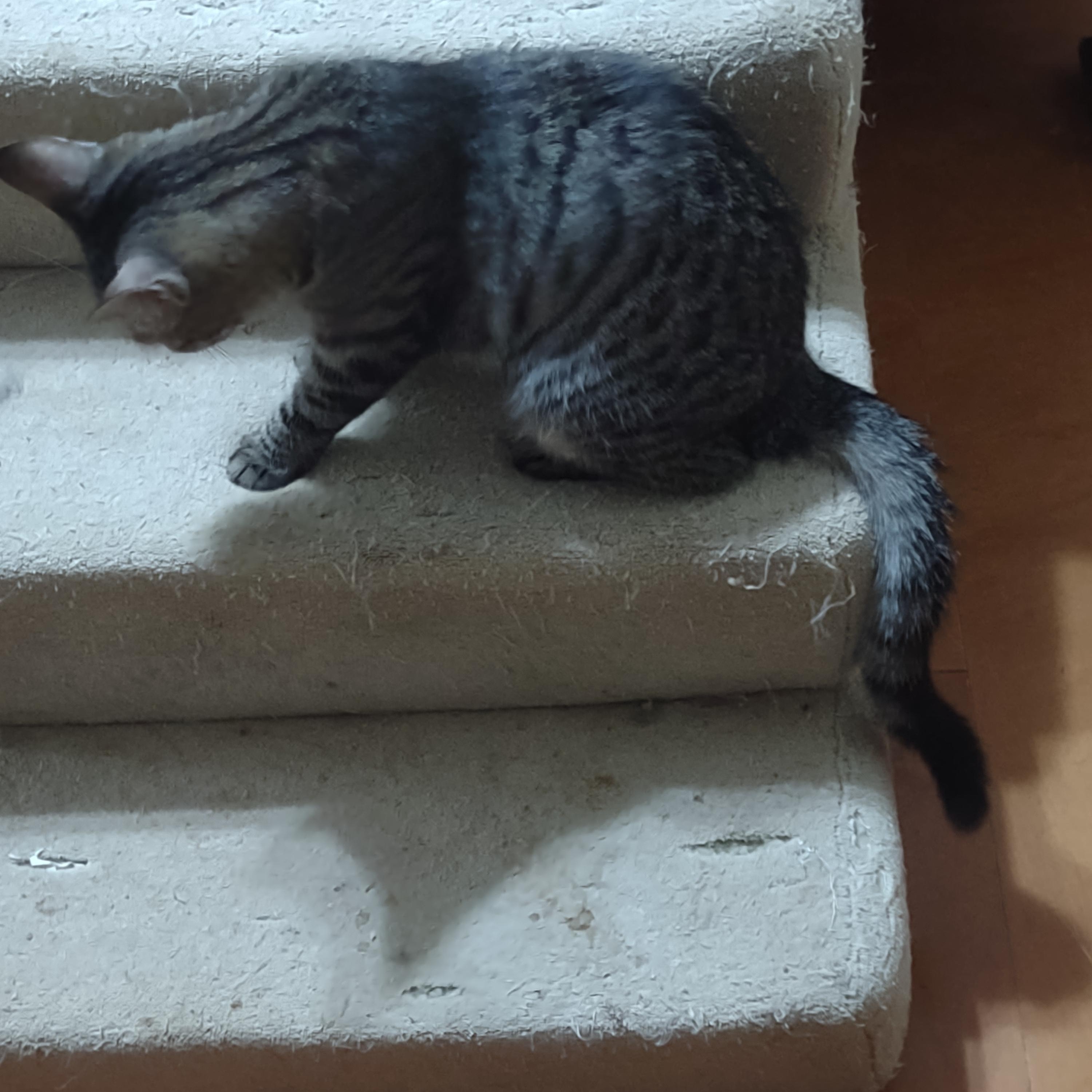 Enlarge Delores (Dee), a Adoptable Domestic Short Hair in Simms, TX image 2/2
