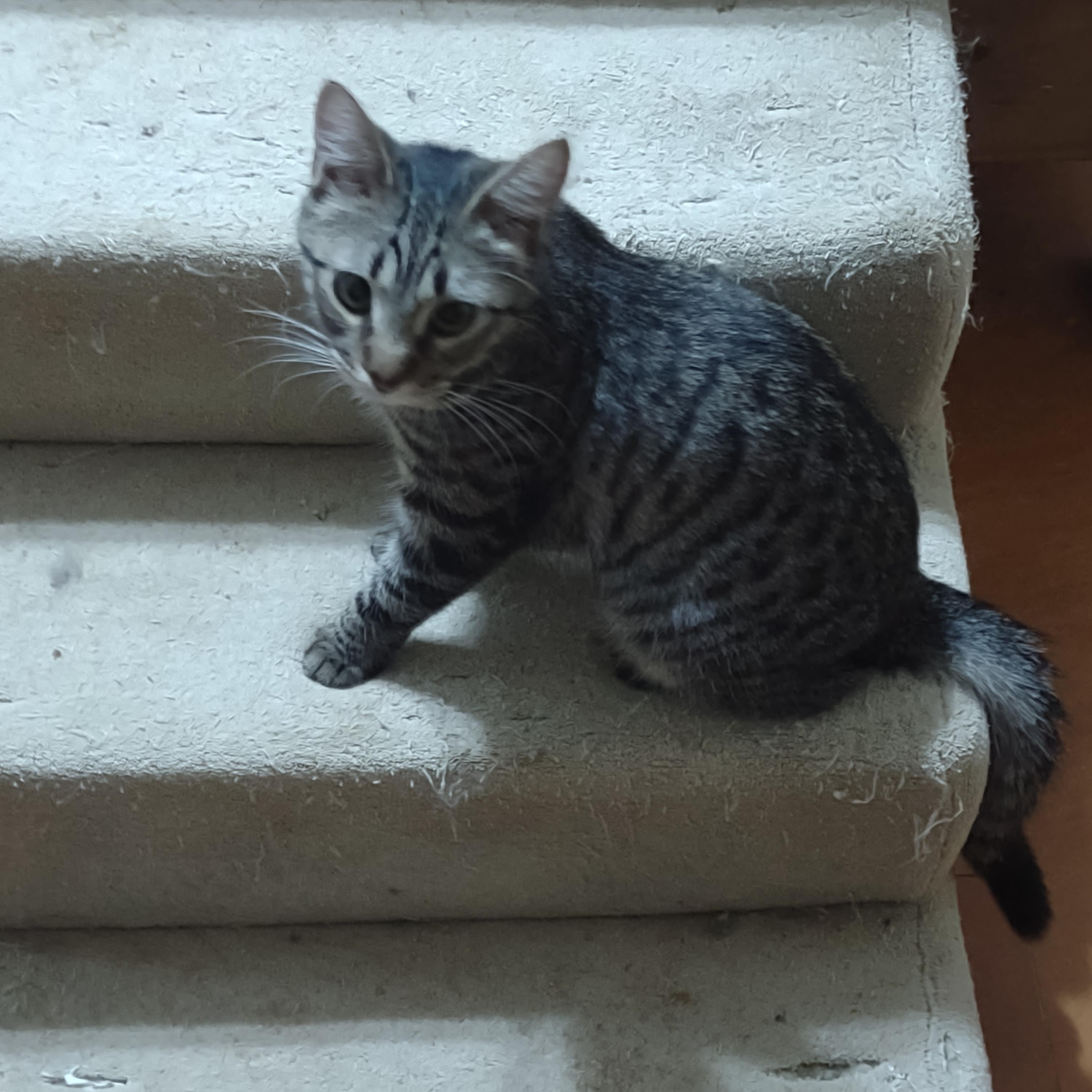 Enlarge Delores (Dee), a Adoptable Domestic Short Hair in Simms, TX image 1/2