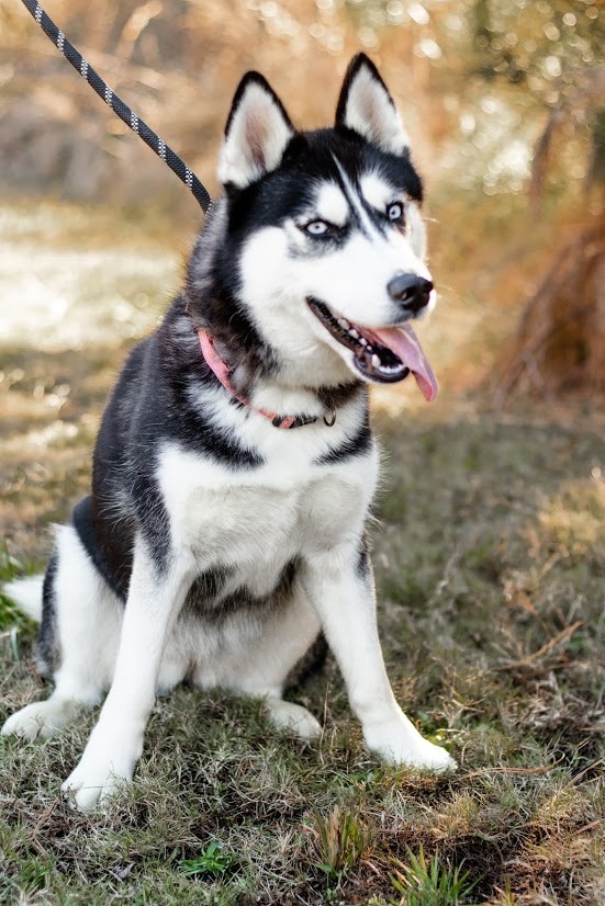 Noel, Adoptable, Young Female Siberian Husky.