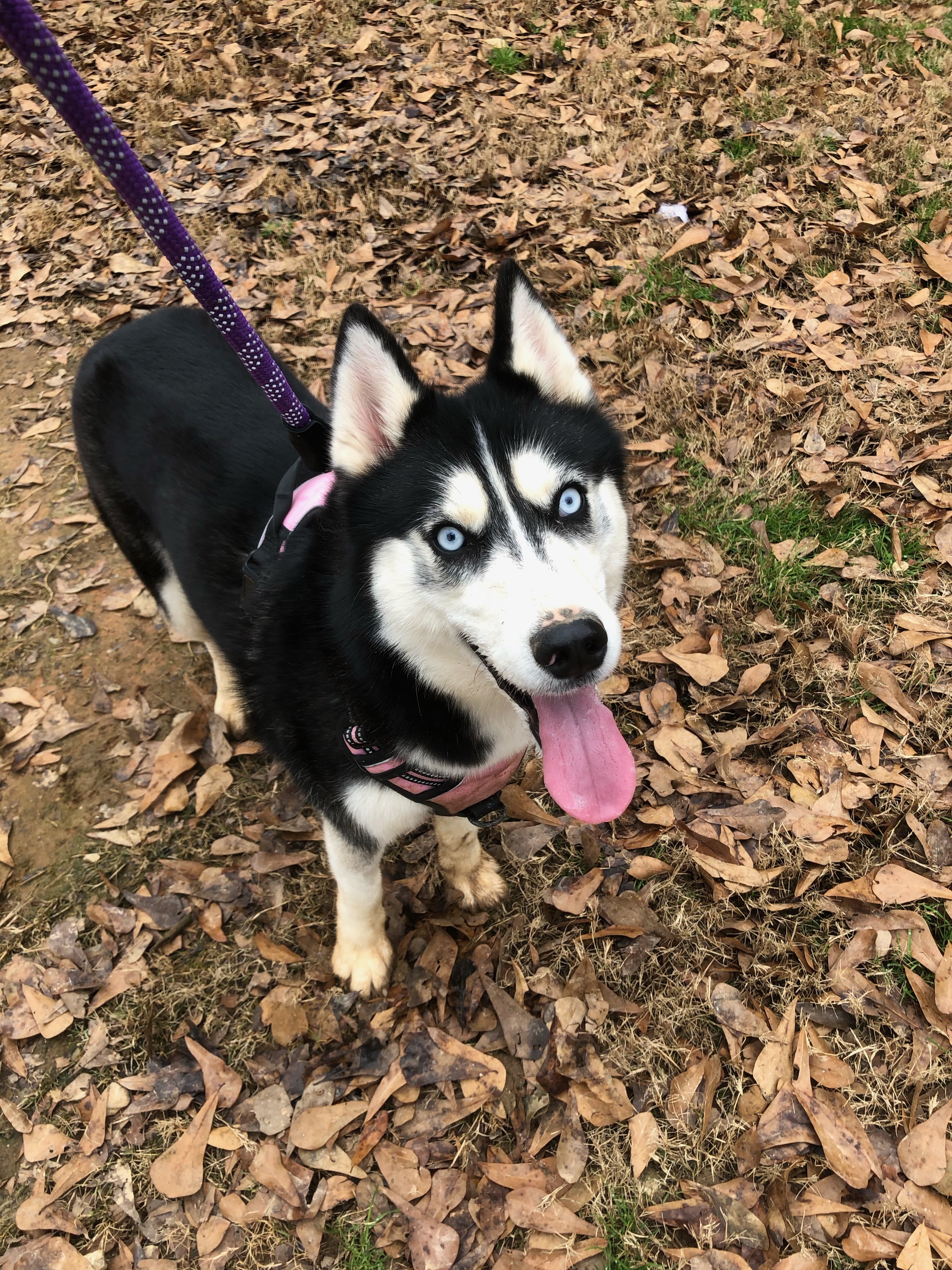 Noel, a Adoptable Siberian Husky in Alpharetta, GA image 2/12
