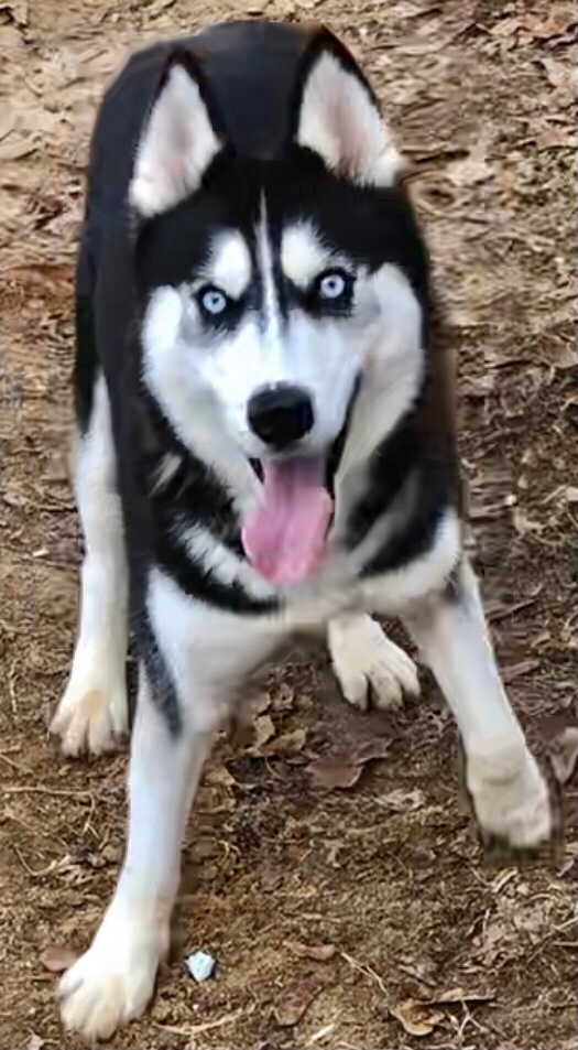Noel, a Adoptable Siberian Husky in Alpharetta, GA image 3/12