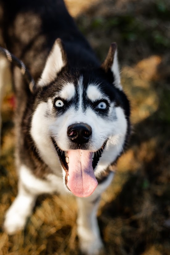 Noel, a Adoptable Siberian Husky in Alpharetta, GA image 4/12