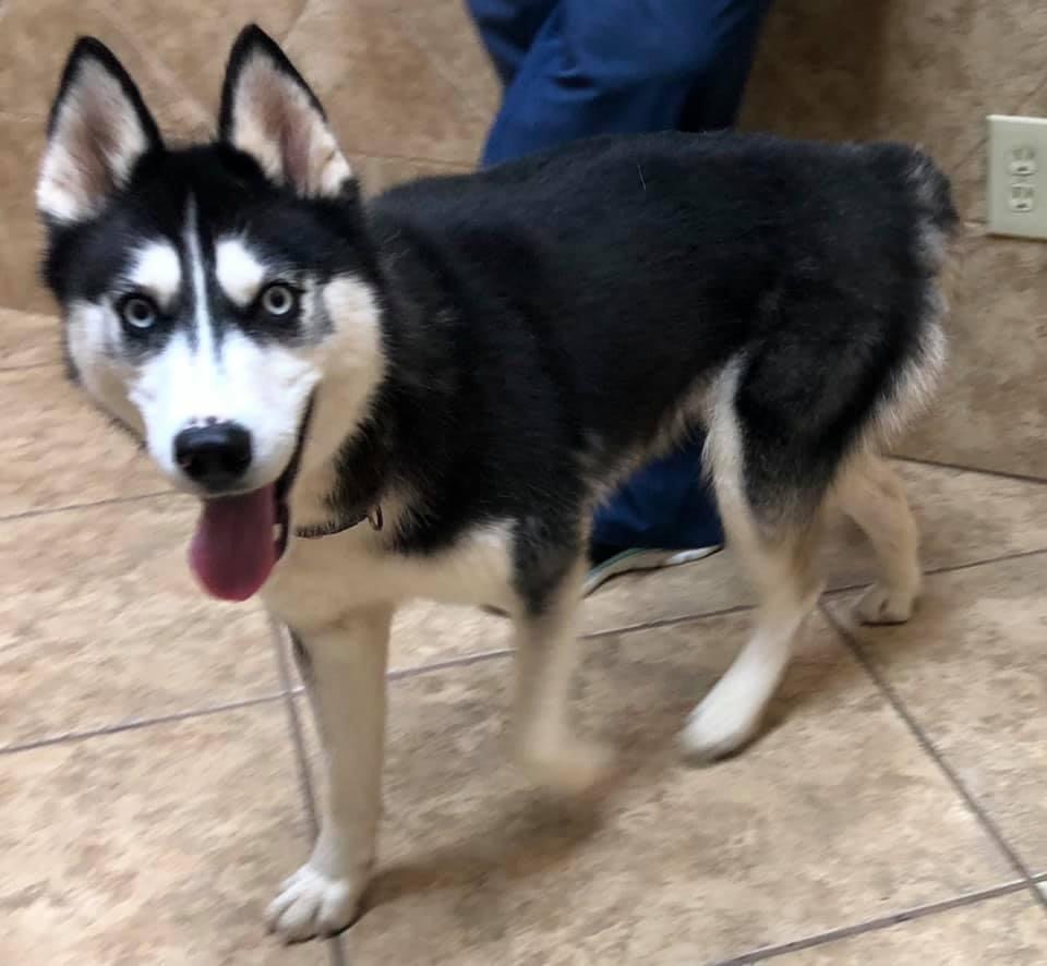 Noel, Adoptable, Young Female Siberian Husky.