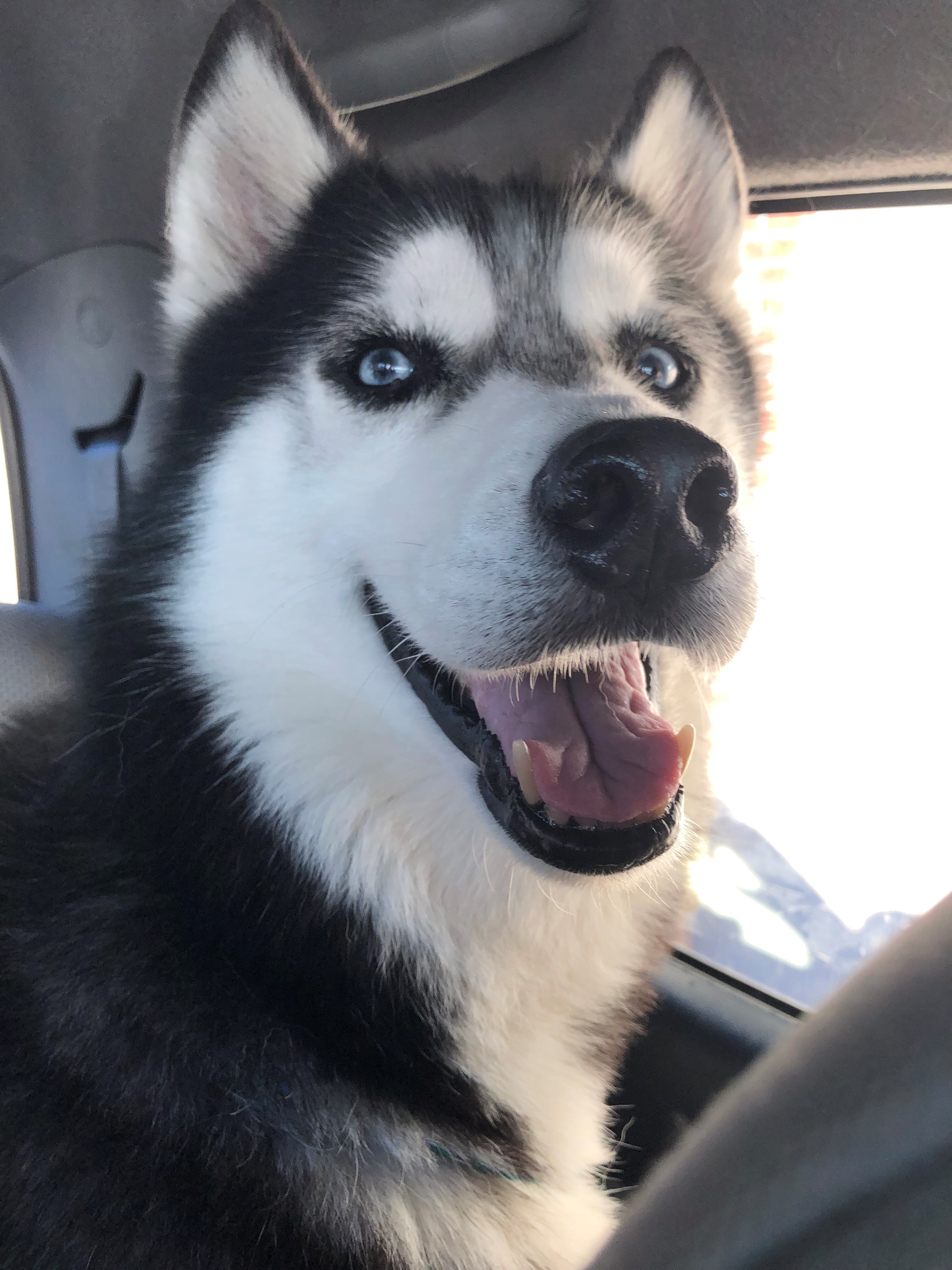Noel, a Adoptable Siberian Husky in Alpharetta, GA image 6/12