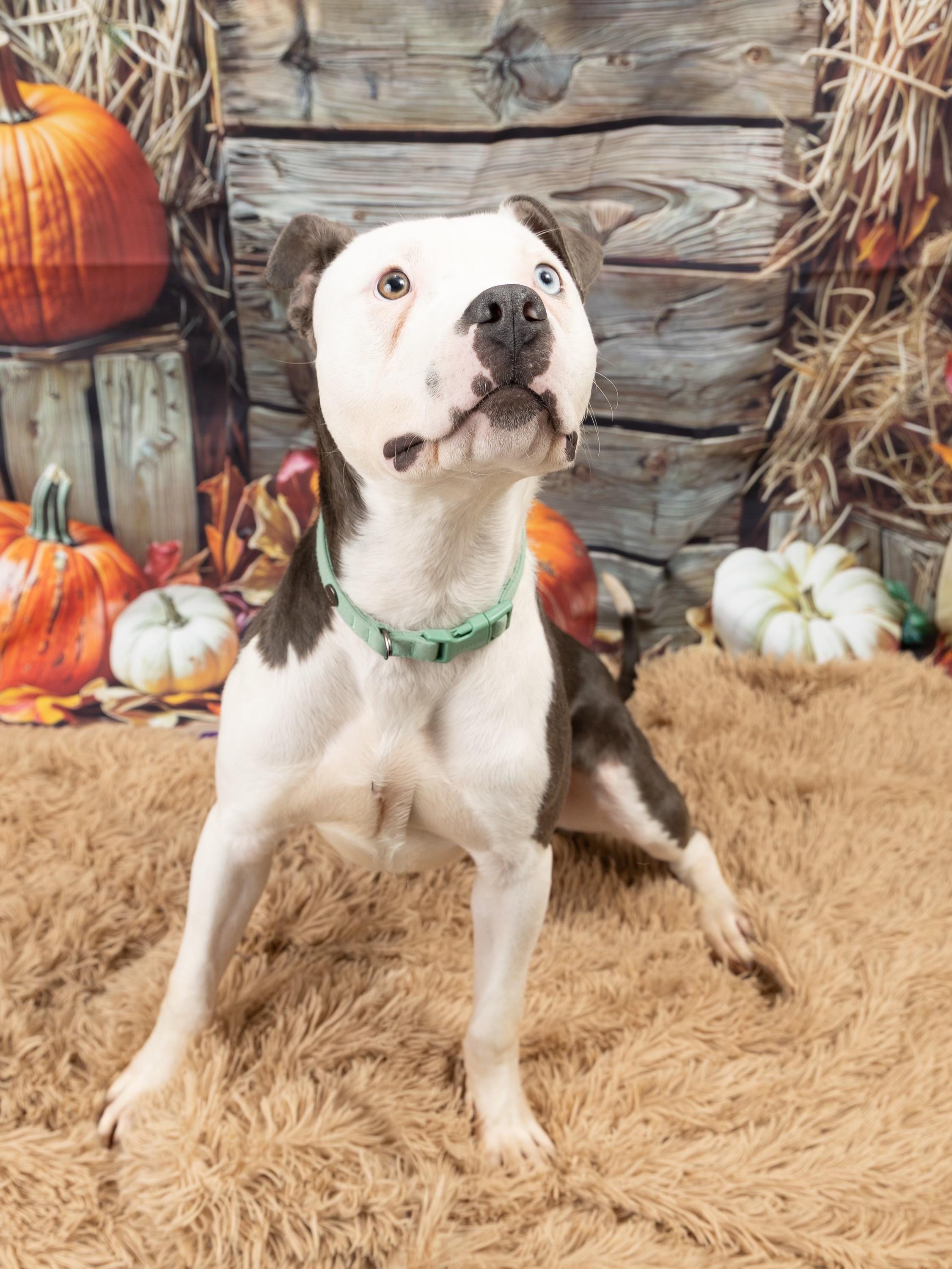 Enlarge Landon, a Adopted mixed breed in Blue Springs, MO image 1/3