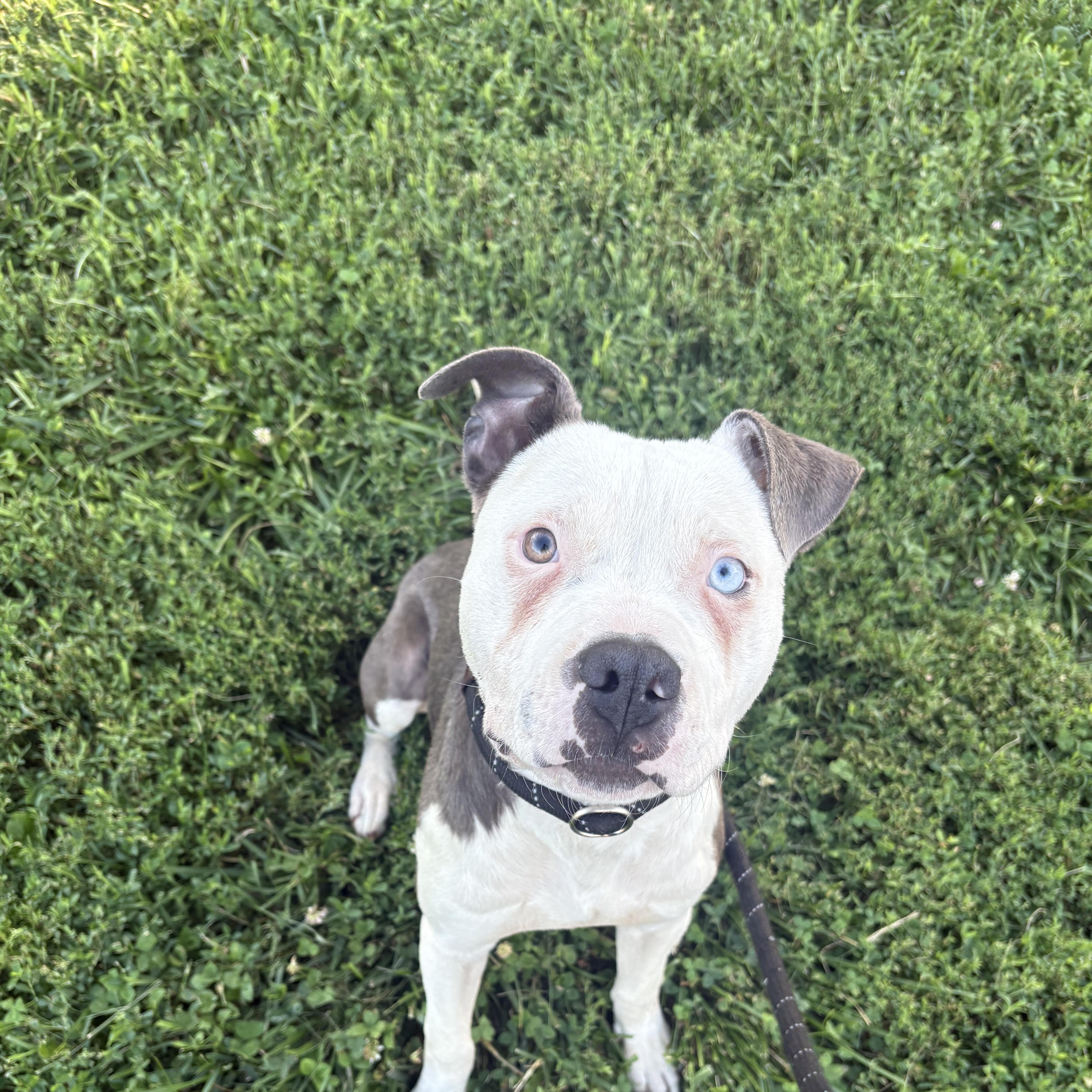 Landon, ADOPTABLE, Adult Male Pit Bull Terrier.