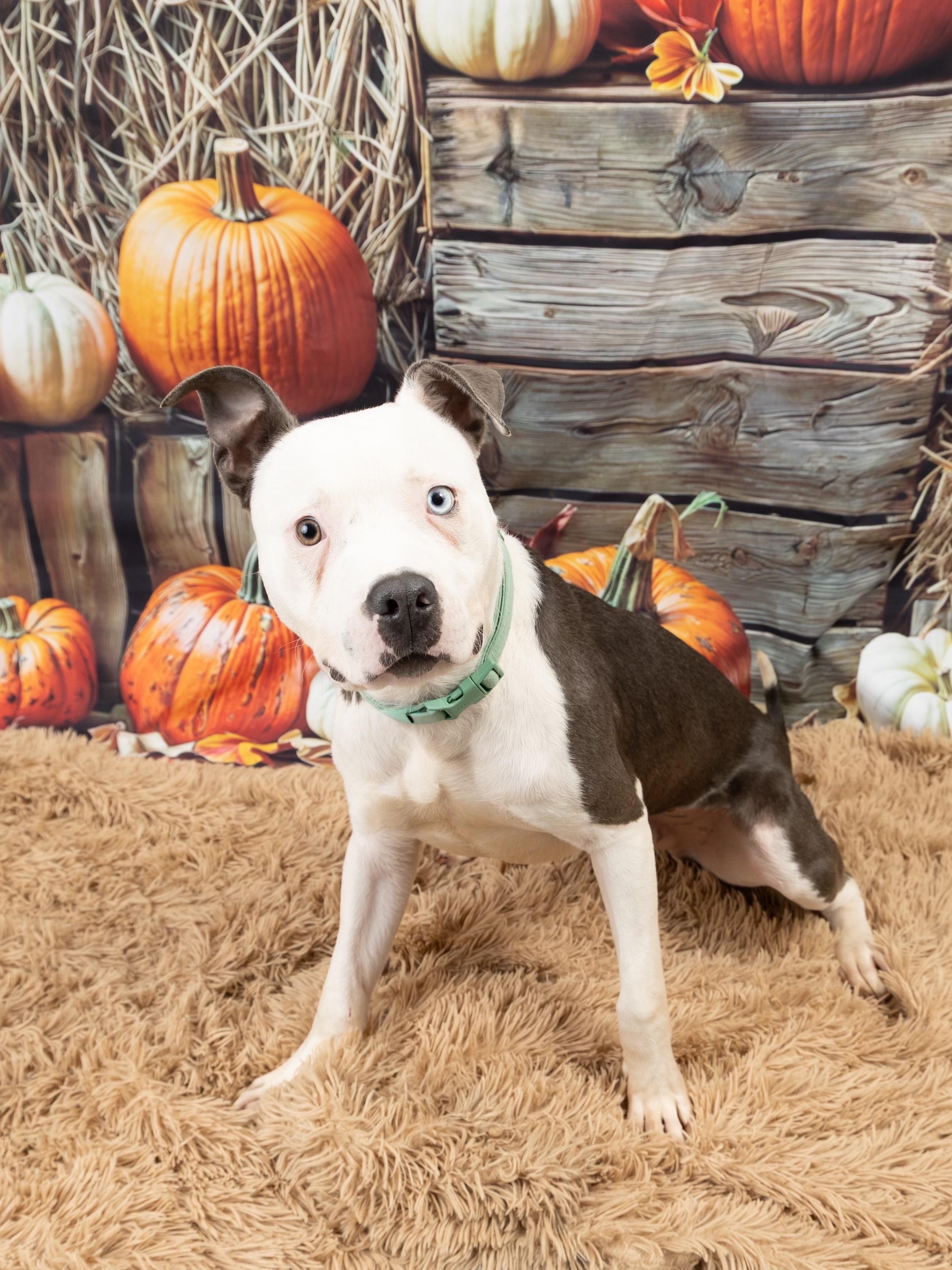 Enlarge Landon, a Adopted mixed breed in Blue Springs, MO image 2/3