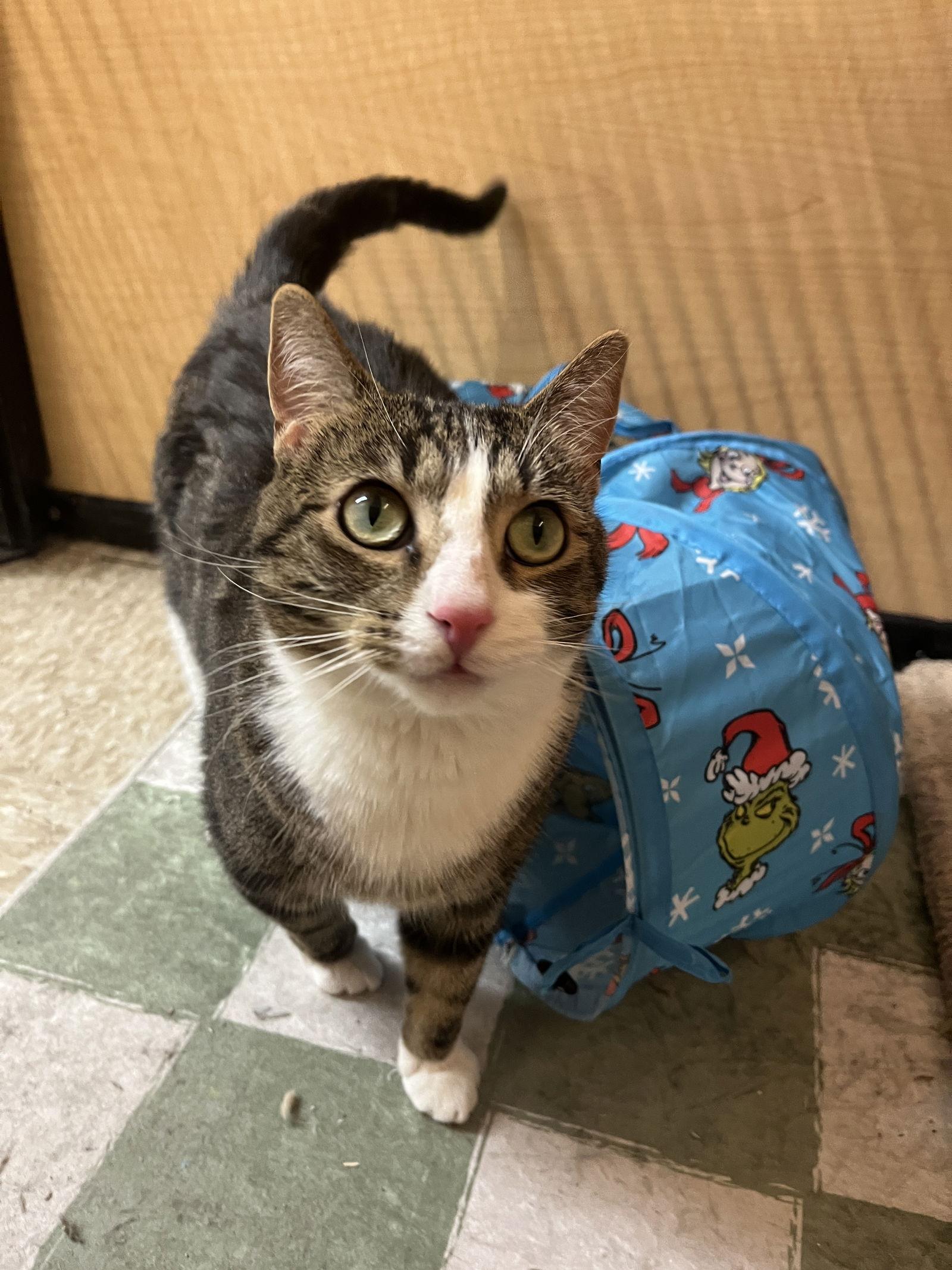 Oreo Cakester, Adoptable, Adult Male Domestic Short Hair.