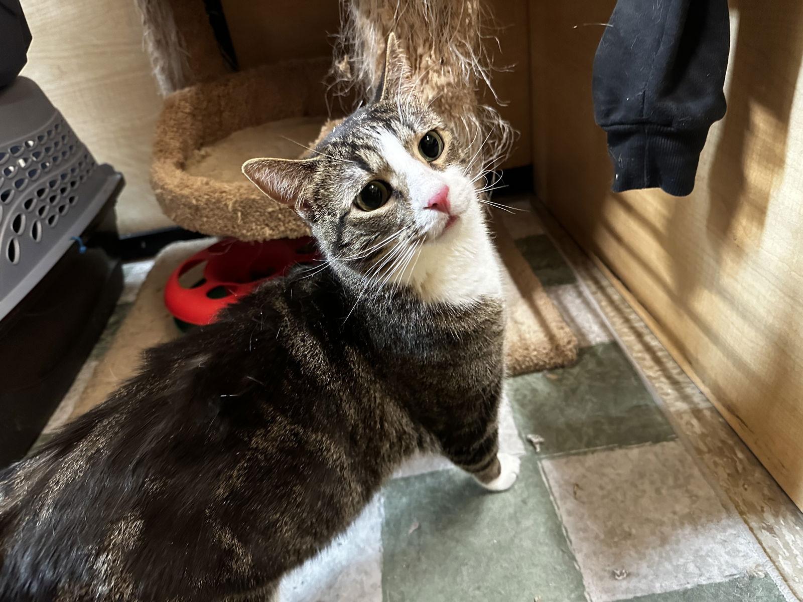 Enlarge Oreo Cakester, a Adoptable Domestic Short Hair in Wheaton, IL image 2/2