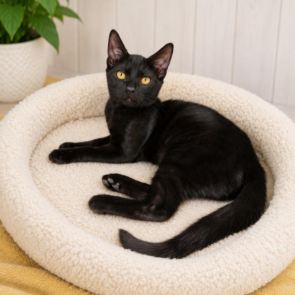 Stain, Adoptable, Kitten Female Domestic Short Hair.