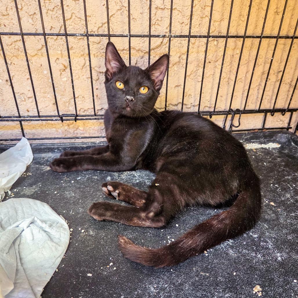 Enlarge Stain, a Adoptable Domestic Short Hair in San Diego, CA image 2/3