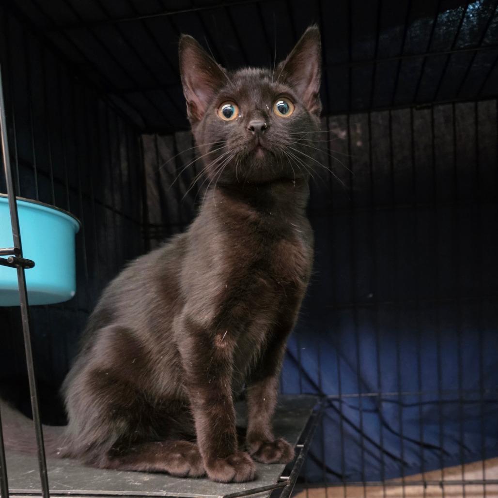 Enlarge Stain, a Adoptable Domestic Short Hair in San Diego, CA image 3/3