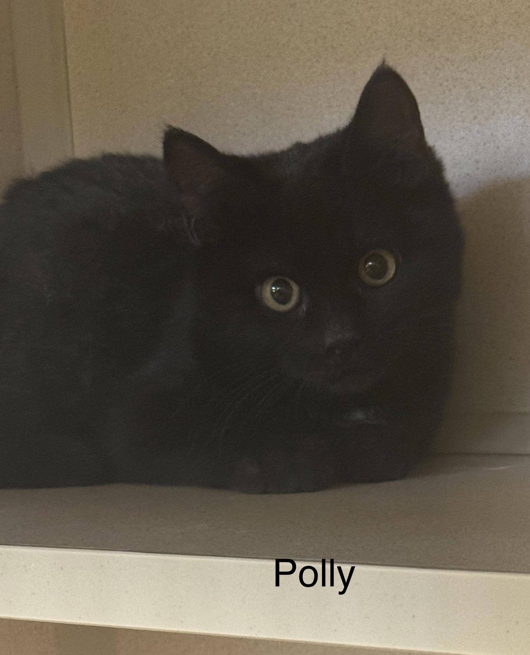 Enlarge Polly, a ADOPTABLE Domestic Short Hair in Ulster, PA image 1/1