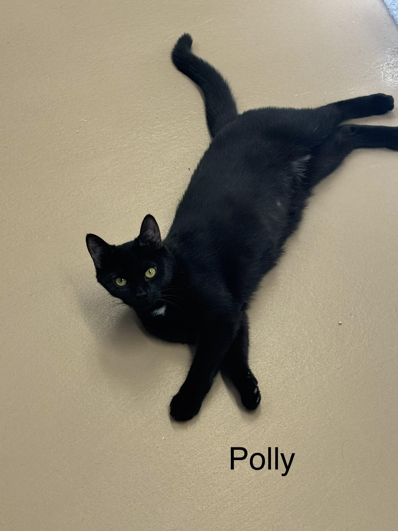 Enlarge Polly, a ADOPTABLE Domestic Short Hair in Ulster, PA image 1/1
