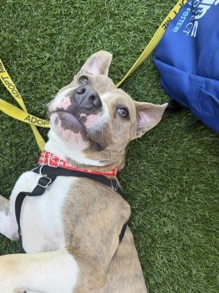 Enlarge Bravo, a Adoptable mixed breed in Atlanta, GA image 1/3