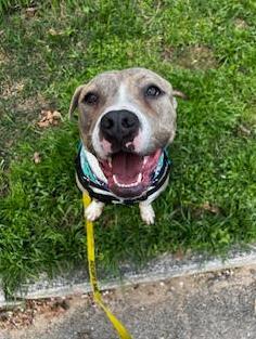 Enlarge Bravo, a Adoptable mixed breed in Atlanta, GA image 2/3