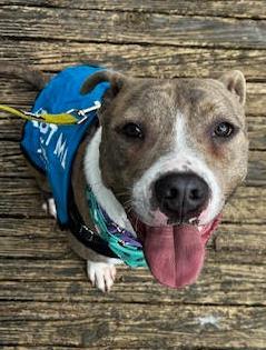 Enlarge Bravo, a Adoptable mixed breed in Atlanta, GA image 3/3