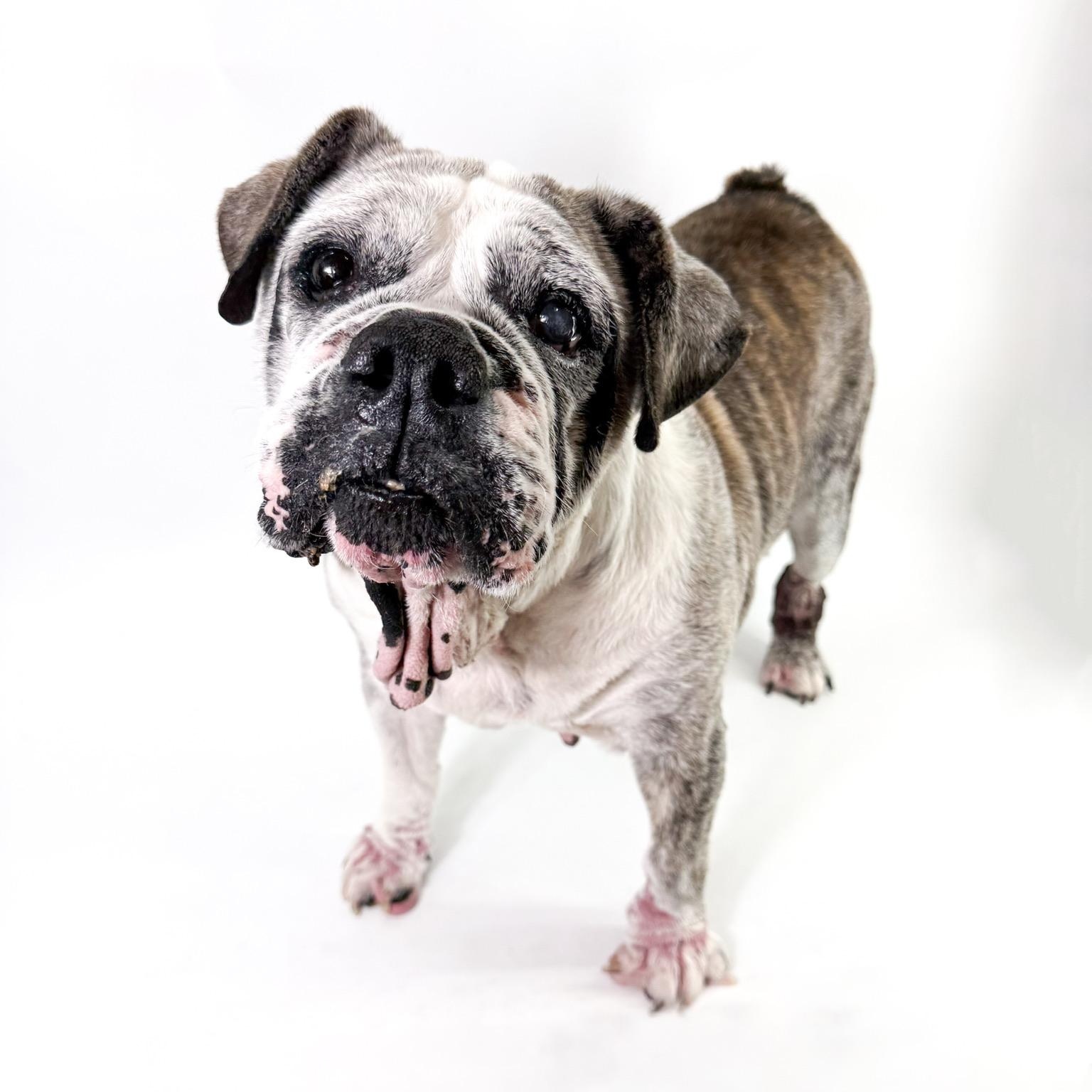 Junie, a ADOPTABLE English Bulldog in Scottsdale, AZ image 4/4