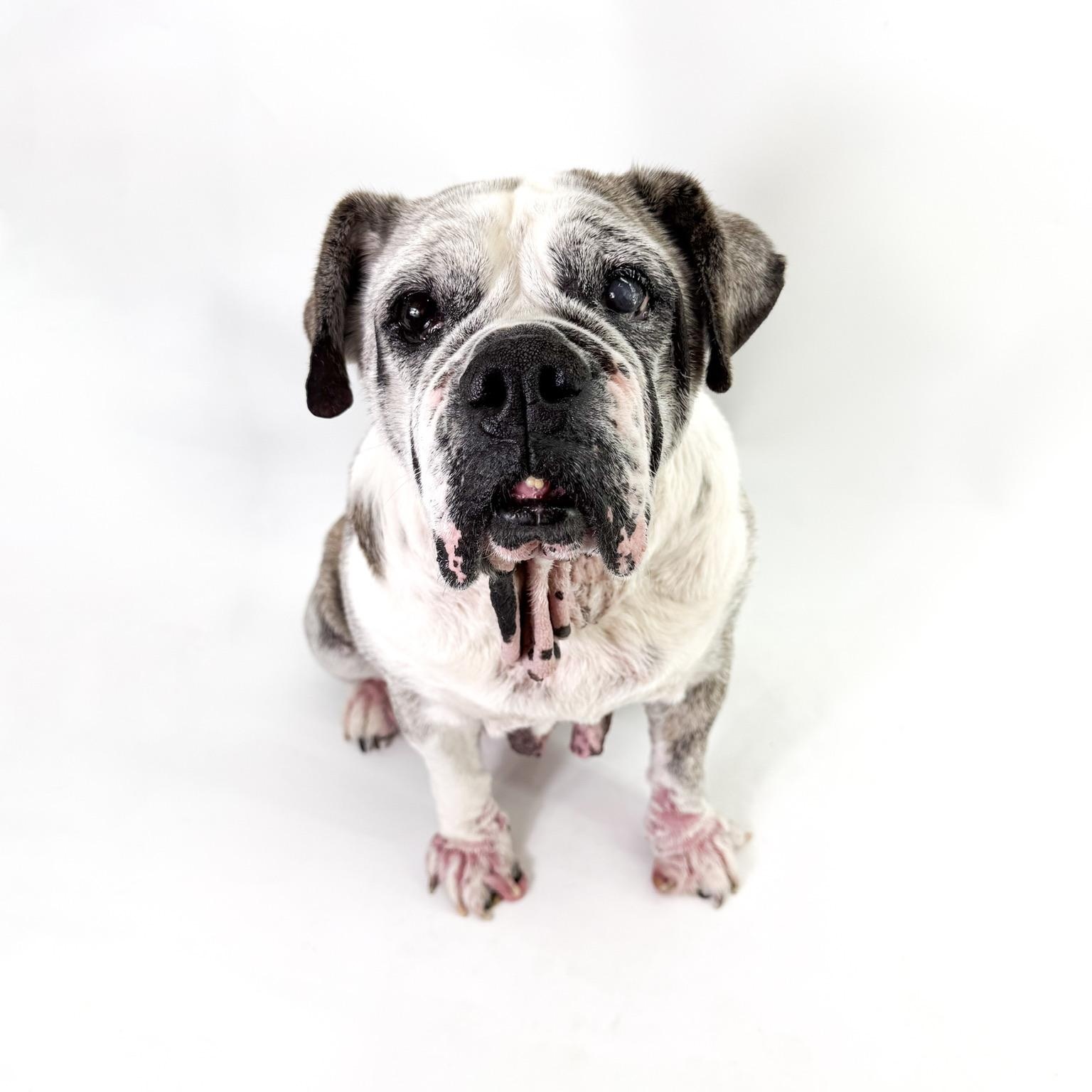 Junie, a ADOPTABLE English Bulldog in Scottsdale, AZ image 2/4