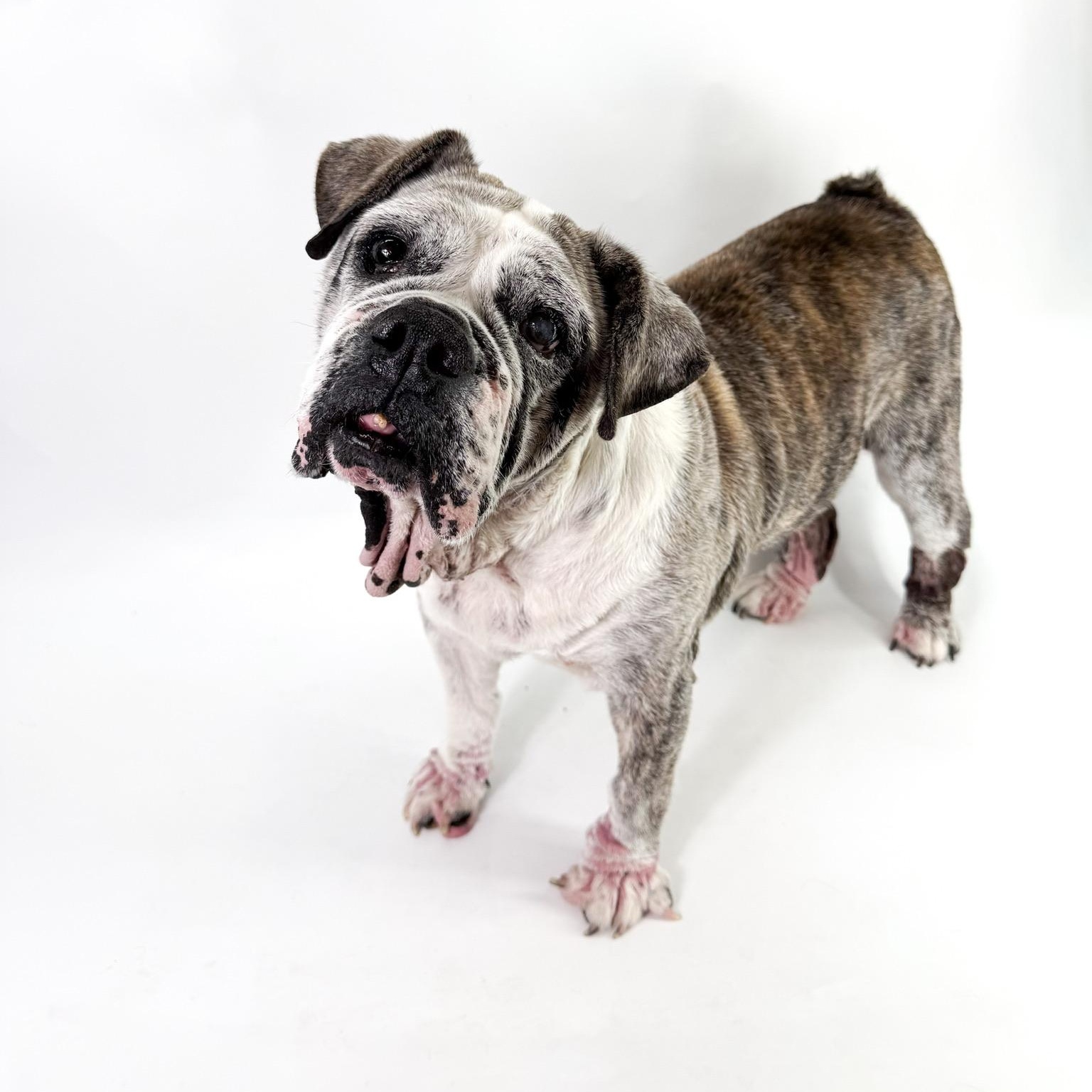 Junie, a ADOPTABLE English Bulldog in Scottsdale, AZ image 3/4