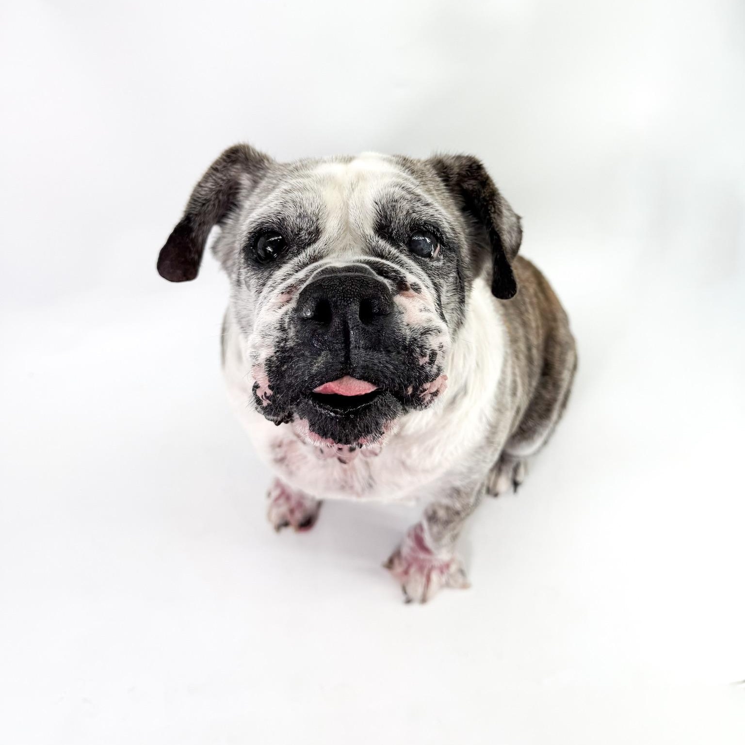 Junie, a ADOPTABLE English Bulldog in Scottsdale, AZ image 1/4
