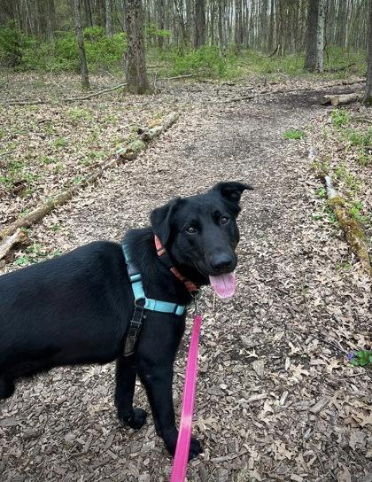 Shadow, Adoptable, Adult Male Shepherd & Retriever.