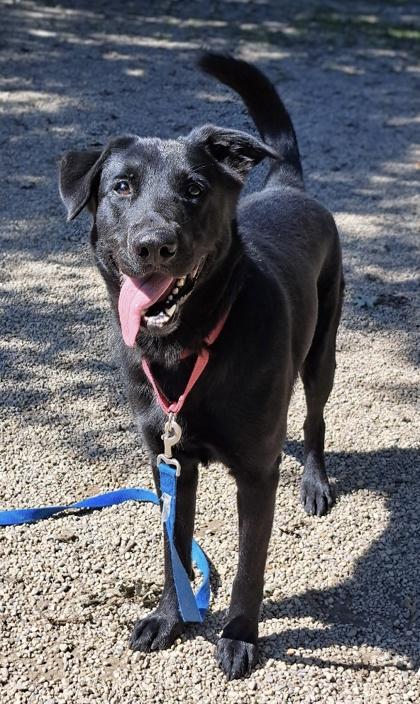 Enlarge Shadow, a Adoptable mixed breed in Batavia, OH image 1/3