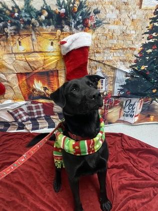 Enlarge Shadow, a Adoptable mixed breed in Batavia, OH image 1/5