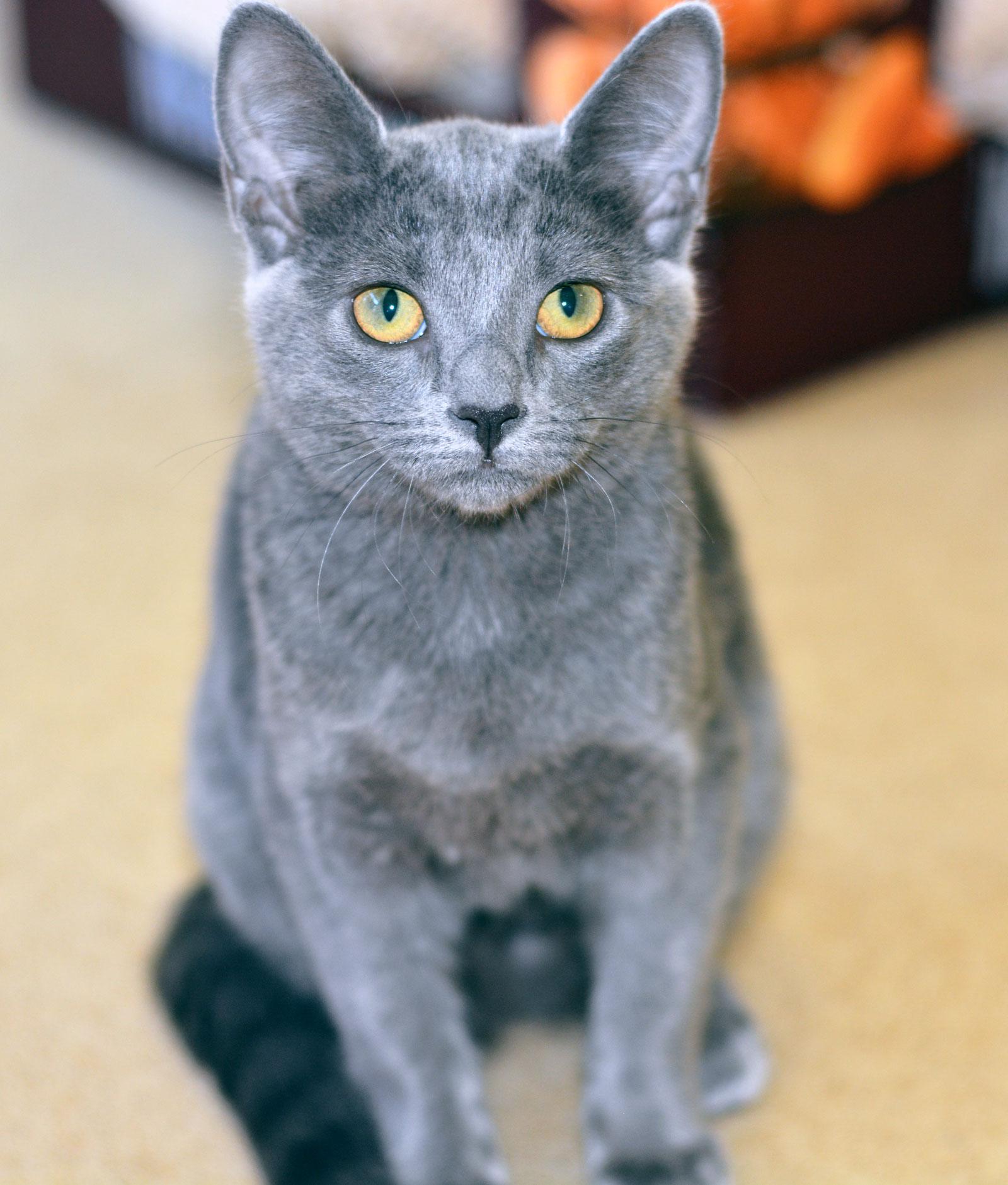 Enlarge GRETL, a ADOPTABLE Domestic Short Hair in San Clemente, CA image 3/3