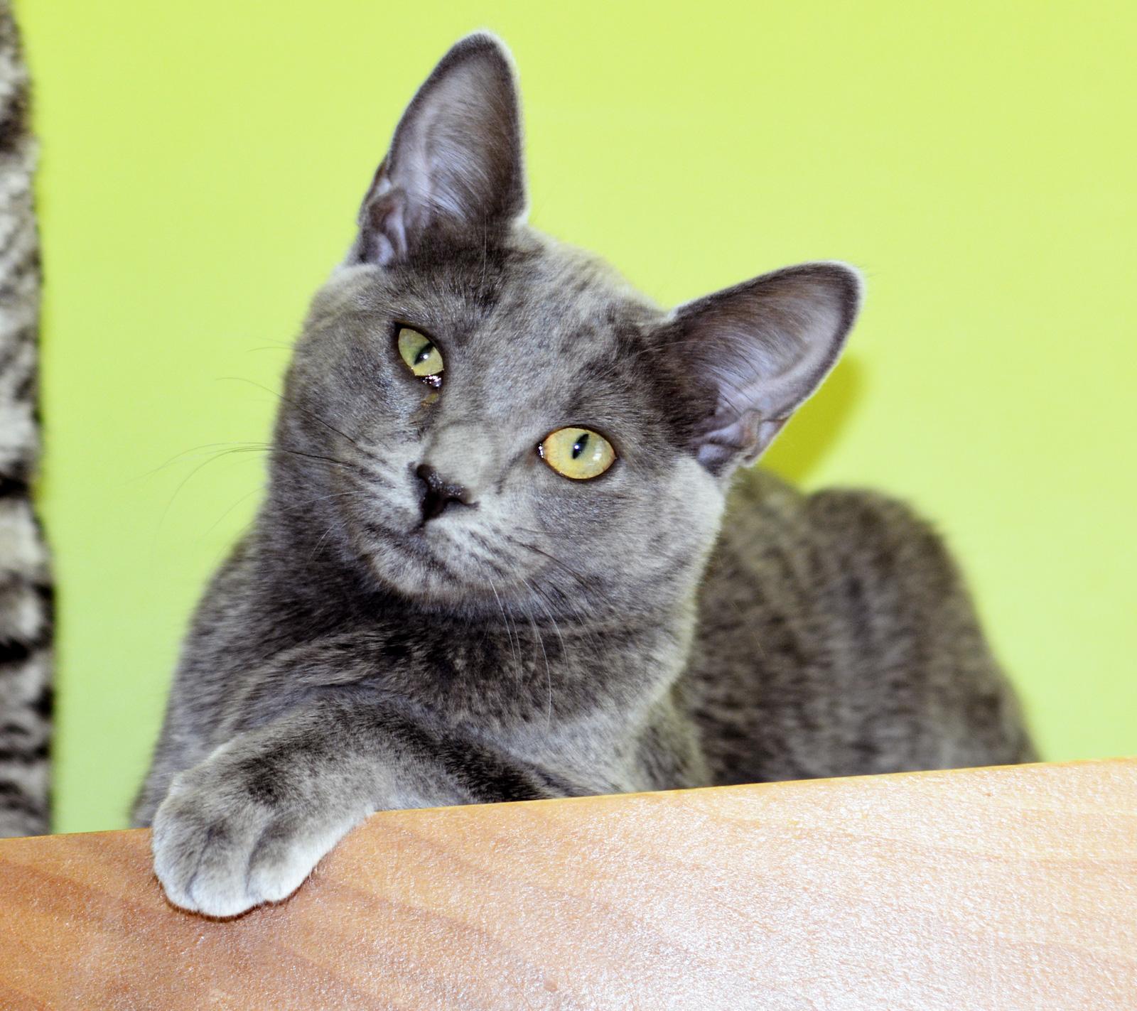 Enlarge GRETL, a ADOPTABLE Domestic Short Hair in San Clemente, CA image 3/3