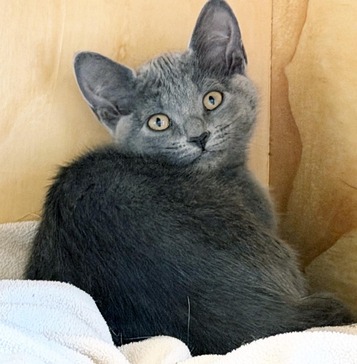 GRETL, ADOPTABLE, Kitten Female Domestic Short Hair.