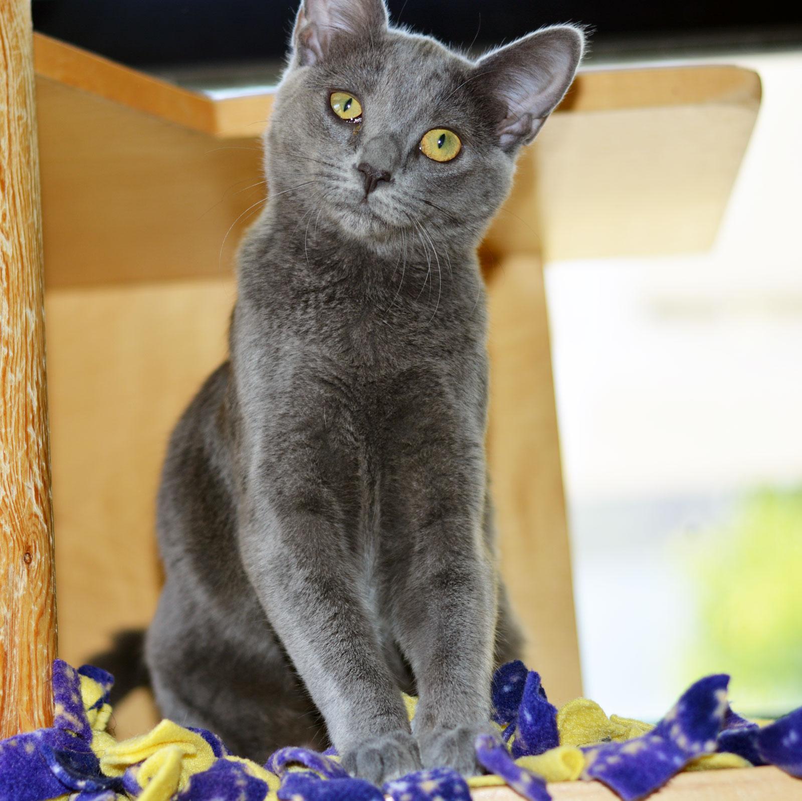 Enlarge GRETL, a ADOPTABLE Domestic Short Hair in San Clemente, CA image 1/3