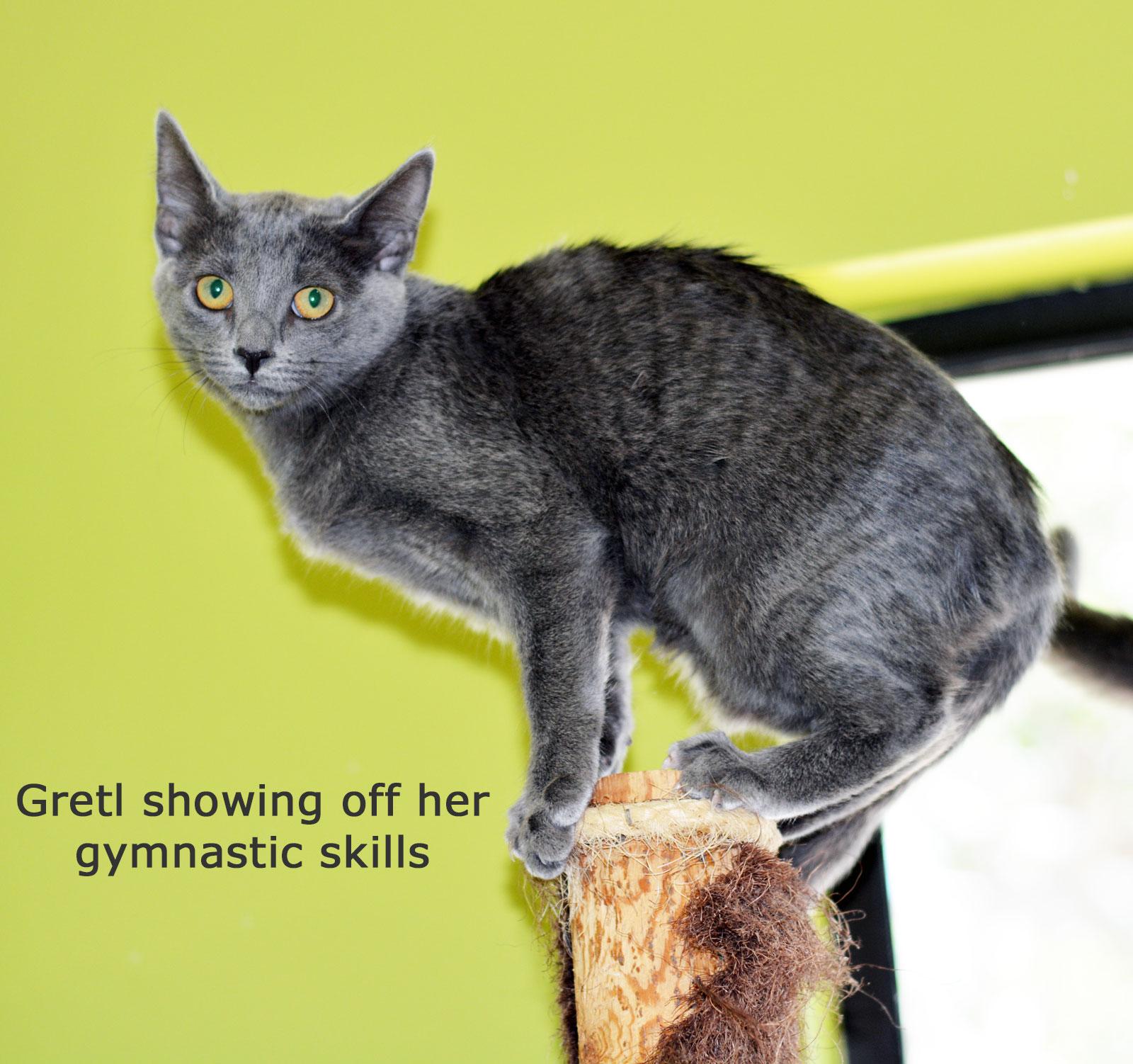 Enlarge GRETL, a ADOPTABLE Domestic Short Hair in San Clemente, CA image 2/3
