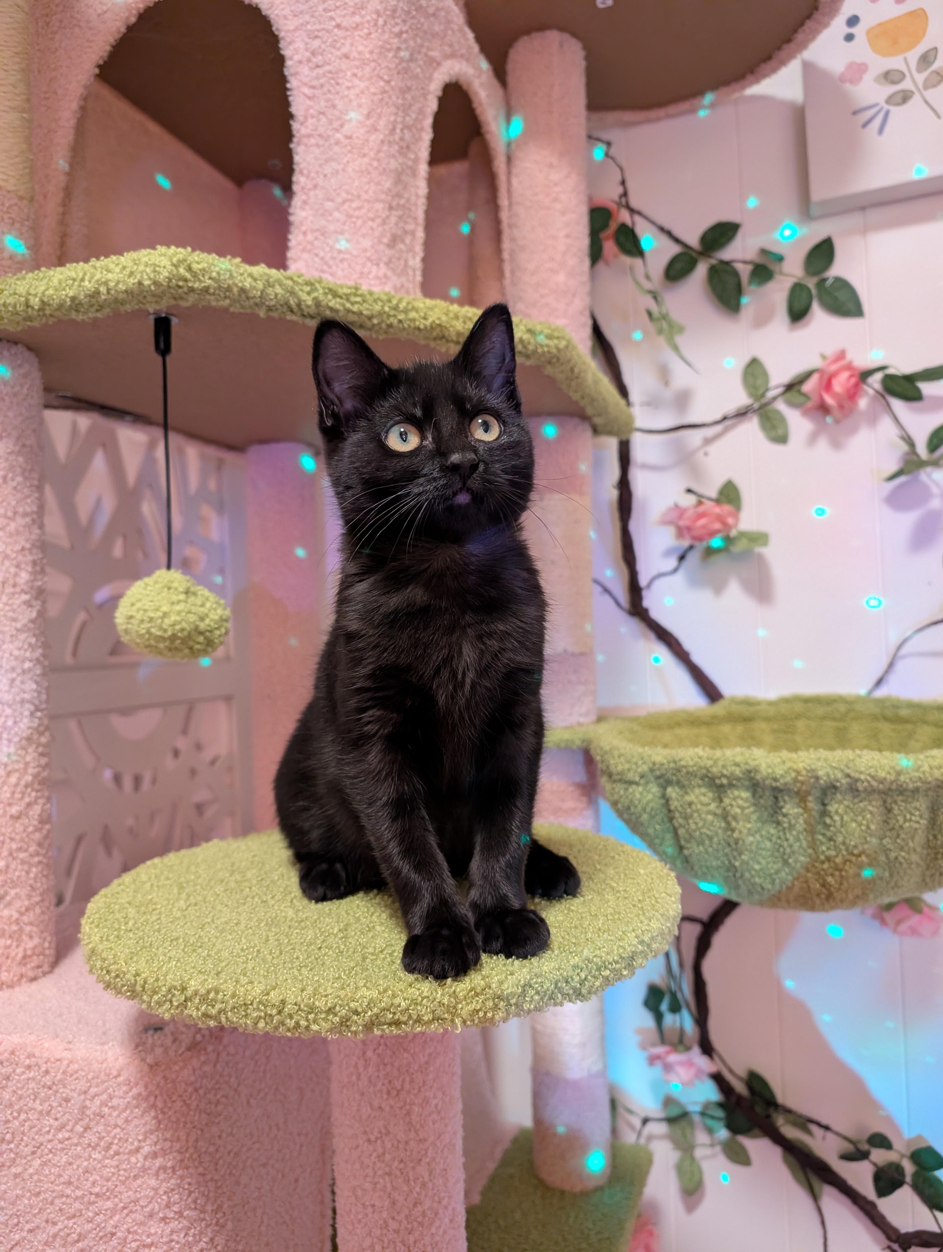 Goldie, ADOPTABLE, Kitten Female Bombay & Domestic Medium Hair.