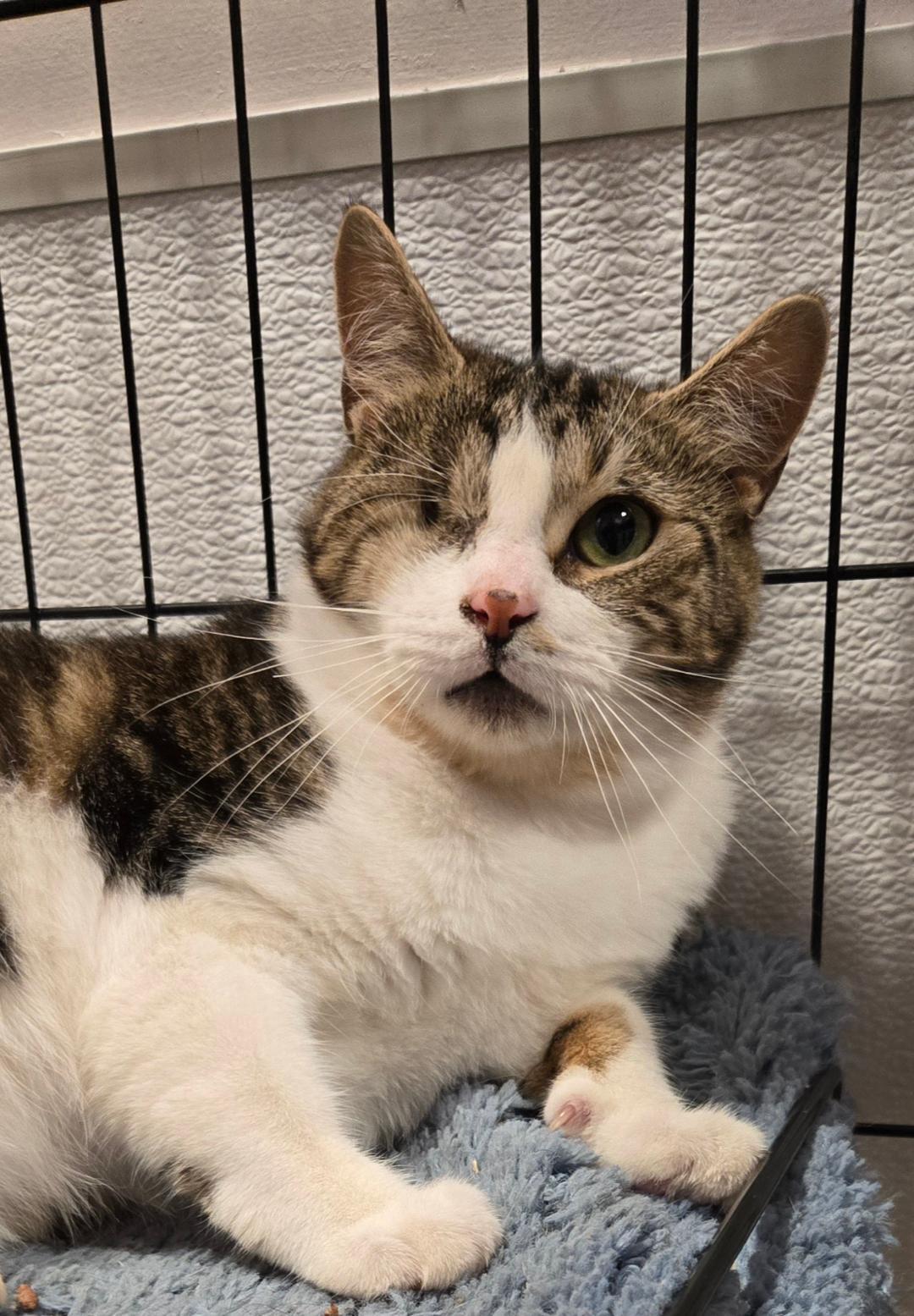 Rumpus, Adoptable, Young Male Domestic Short Hair.