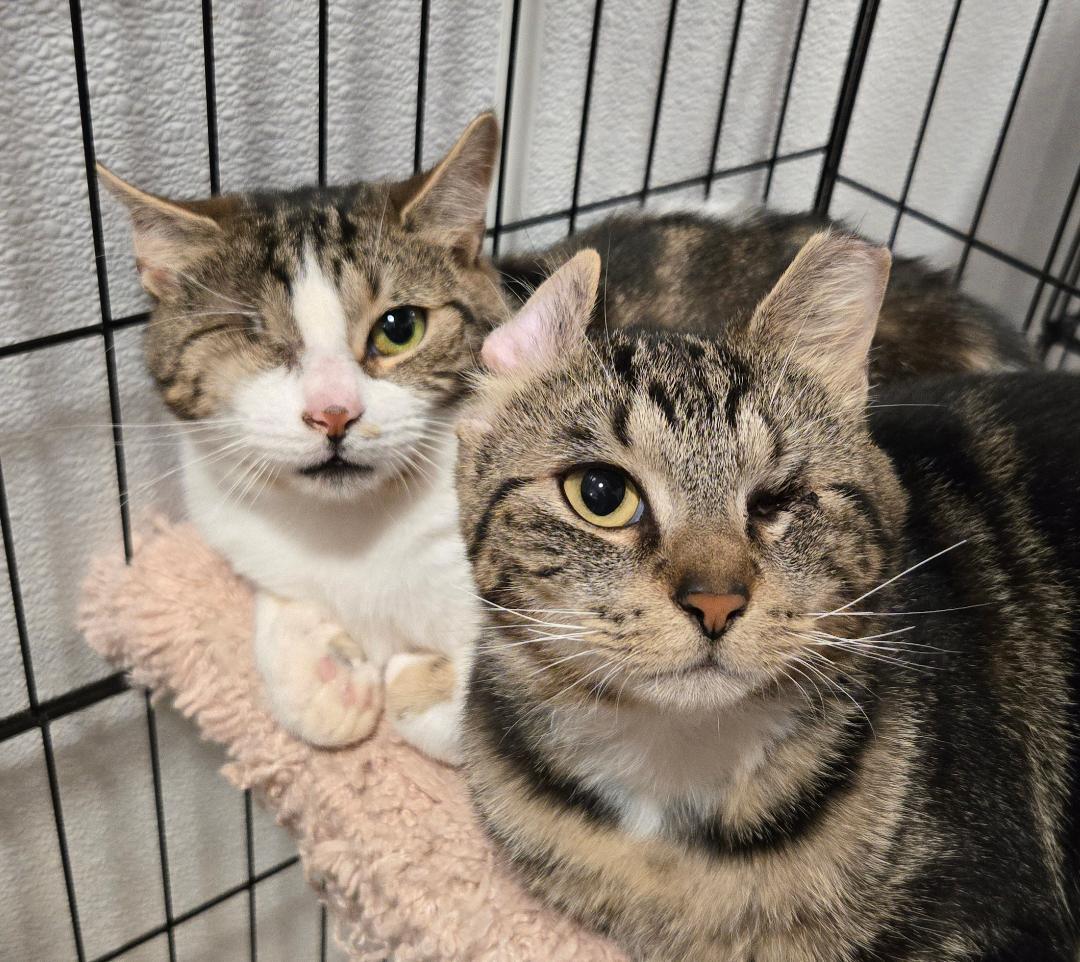 Enlarge Rumpus, a Adoptable Domestic Short Hair in Warwick, NY image 2/2