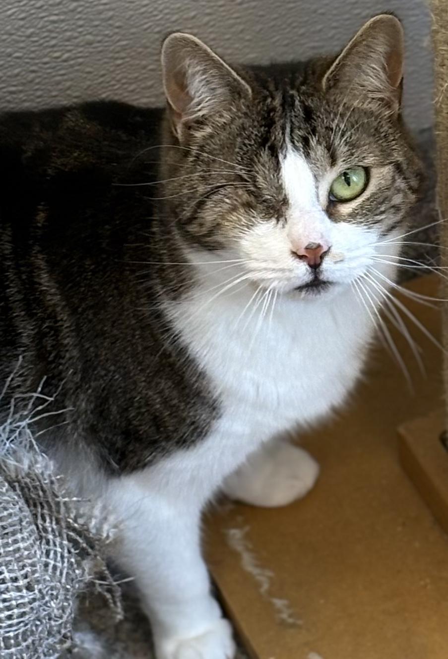 Enlarge Rumpus, a Adoptable Domestic Short Hair in Warwick, NY image 1/1