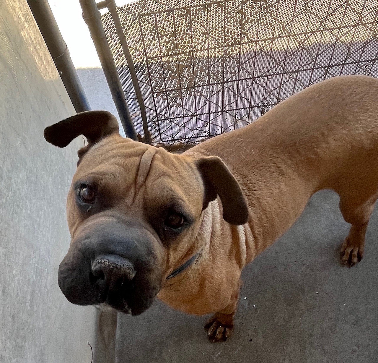Sam, Adoptable, Adult Male Shar-Pei.