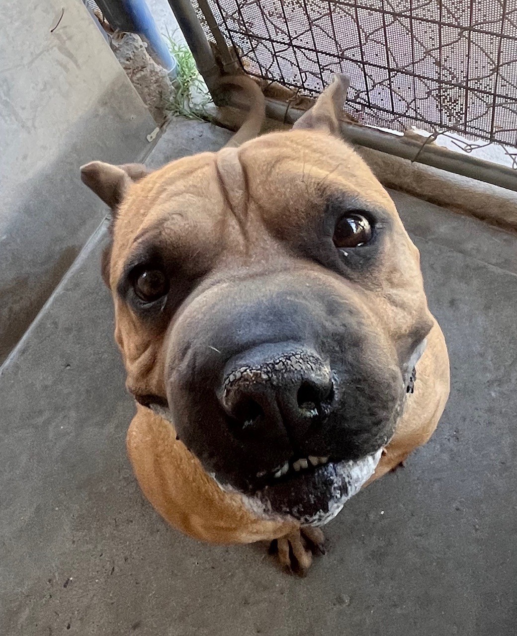 Enlarge Sam, a Adoptable Shar-Pei in El Paso, TX image 2/4
