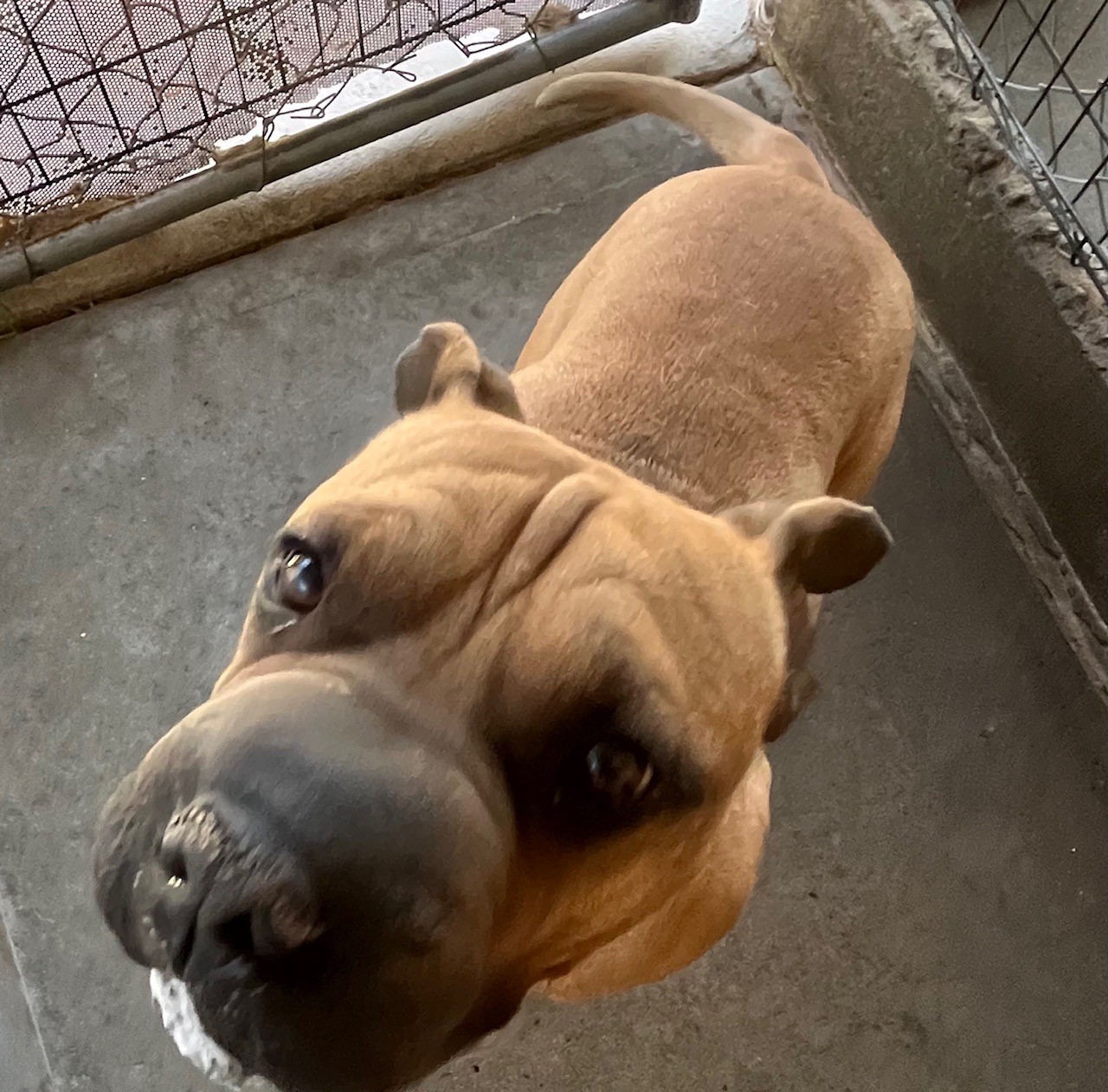 Enlarge Sam, a Adoptable Shar-Pei in El Paso, TX image 3/4