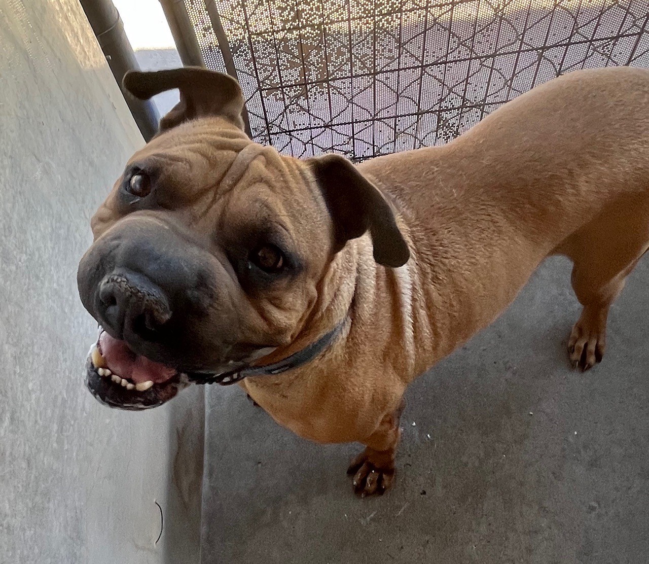 Enlarge Sam, a Adoptable Shar-Pei in El Paso, TX image 4/4